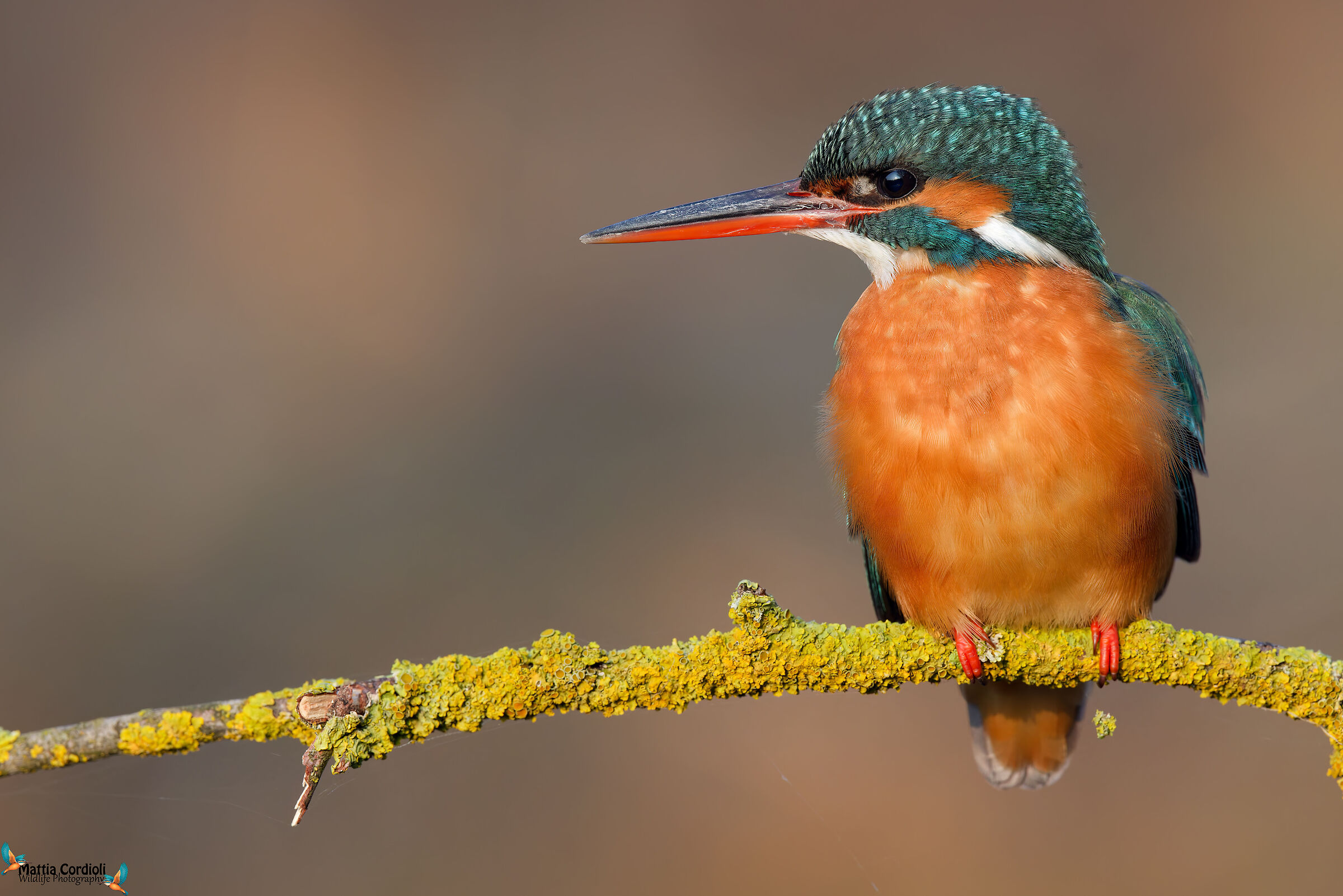 kingfisher