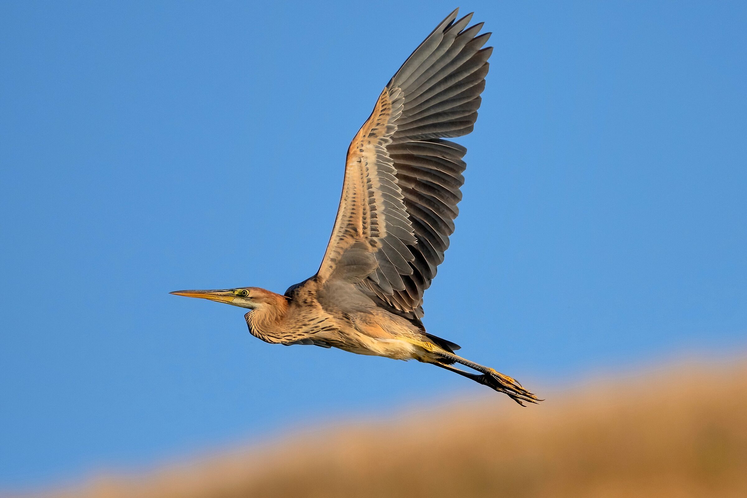 Purple Heron (Ardea purpurea)
