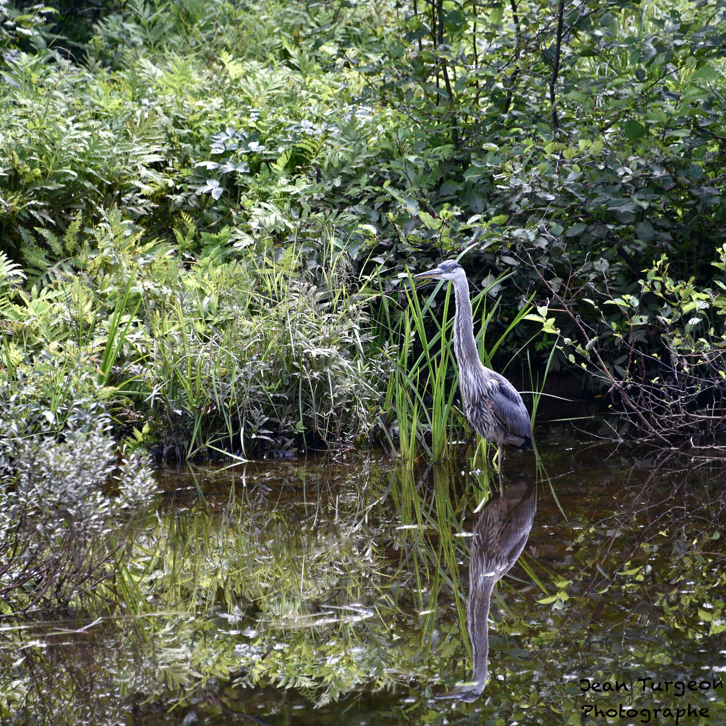 Airone... Marais du Nord... Quebec City...
