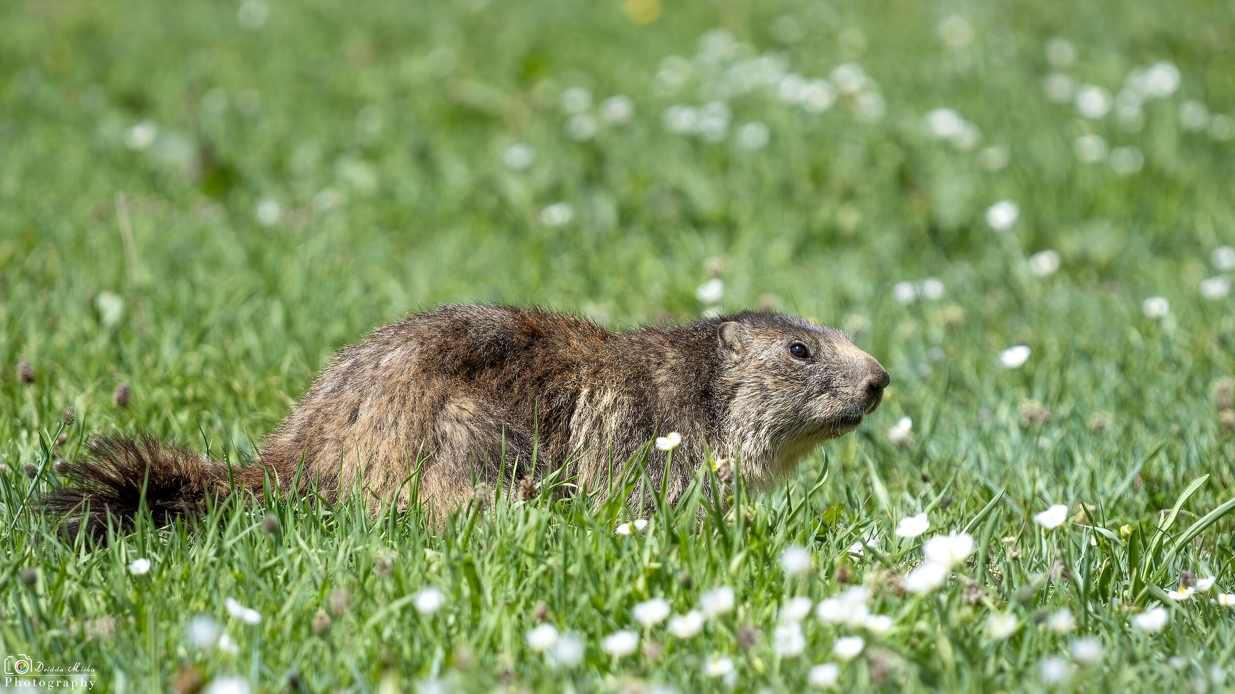 Marmotta a passeggio