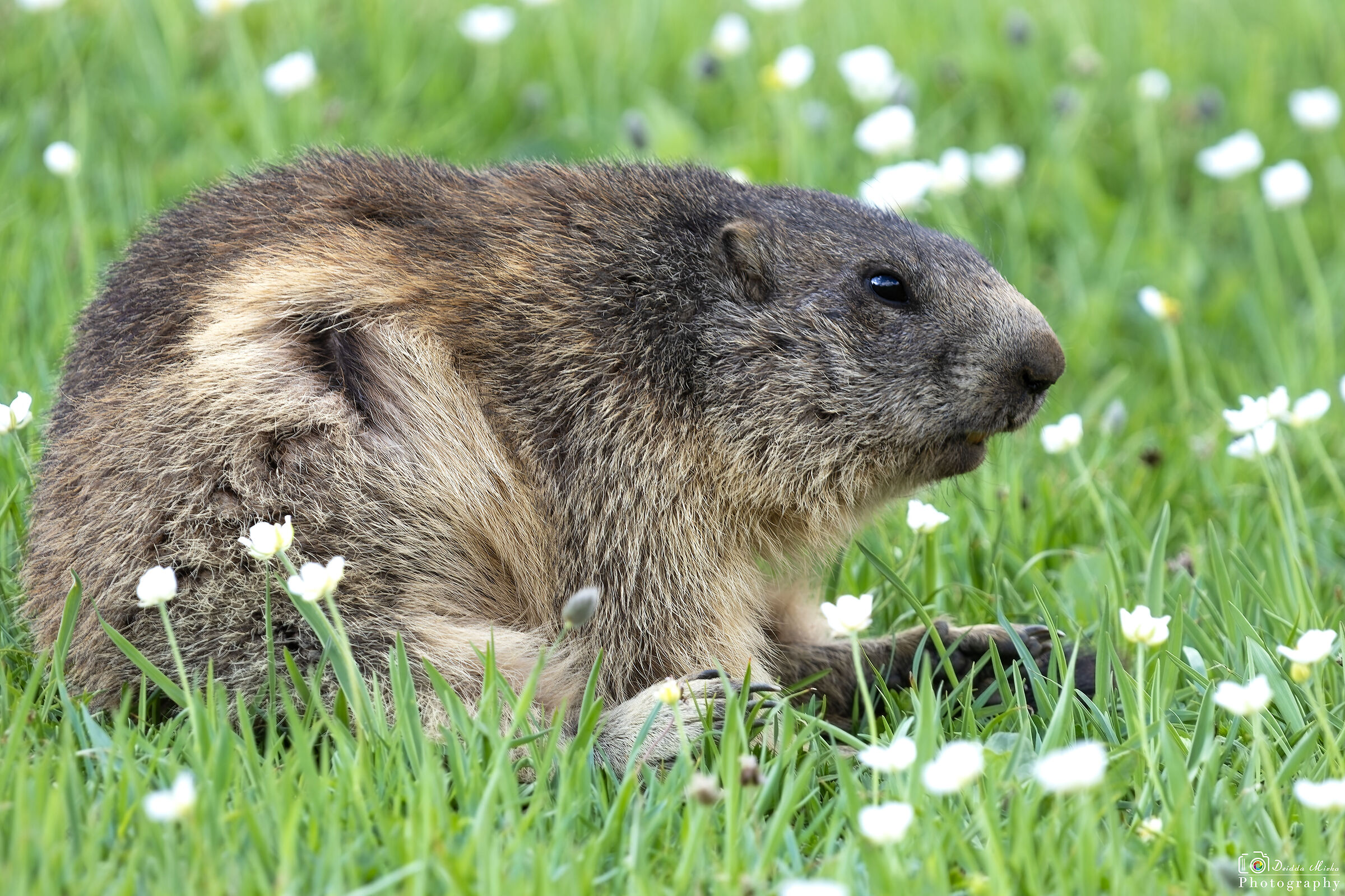 Marmotta