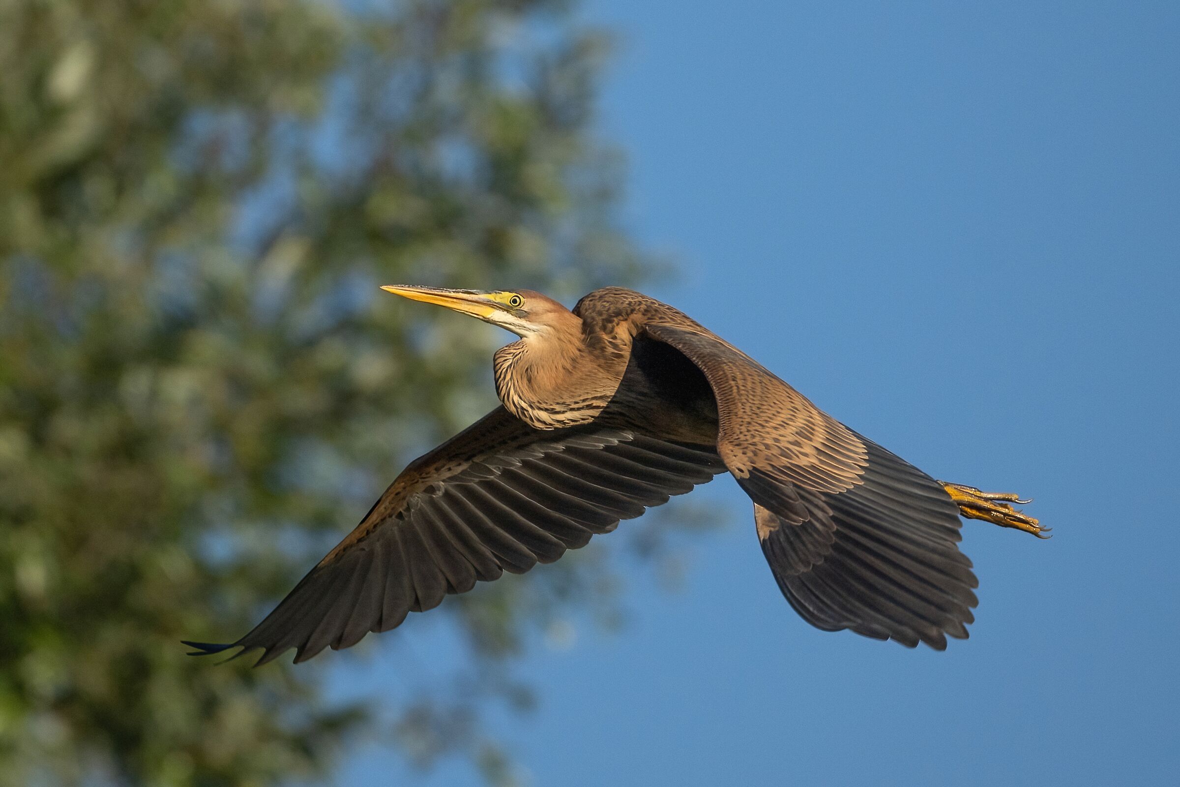 Giovane Airone rosso (Ardea purpurea)