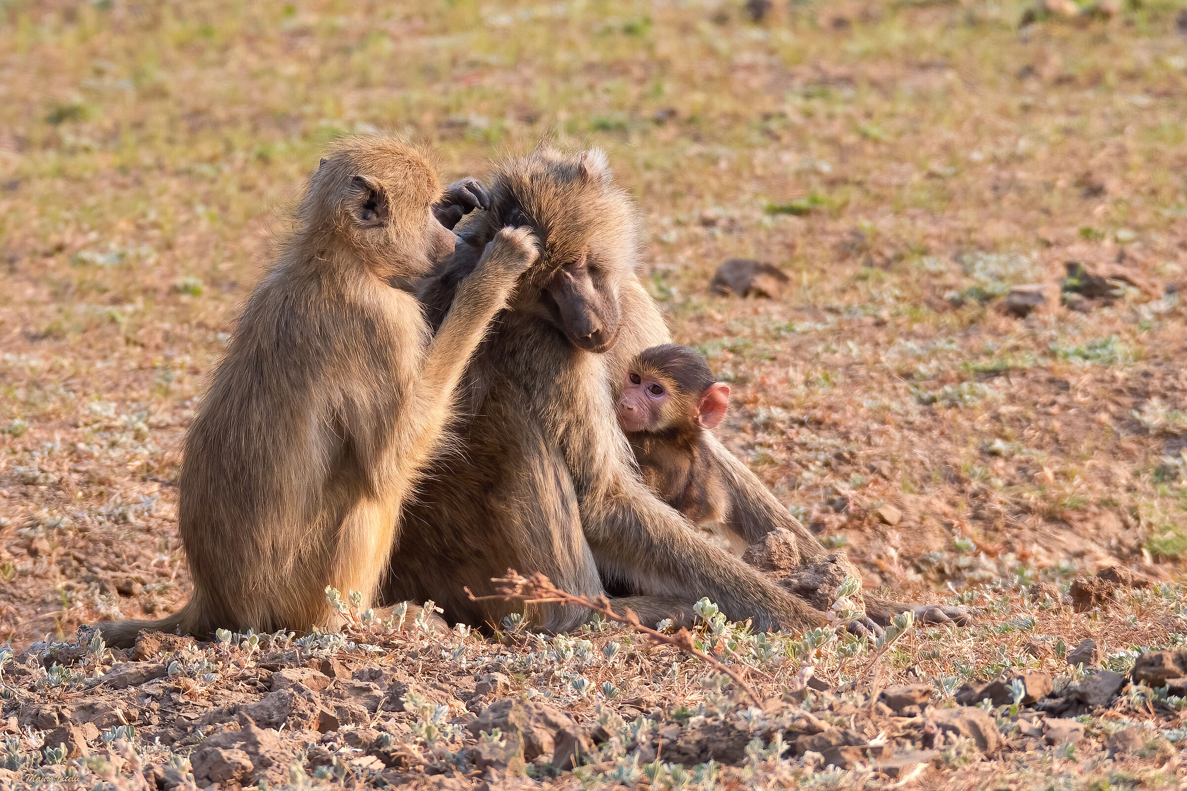 Babbuini gialli (Zambia)