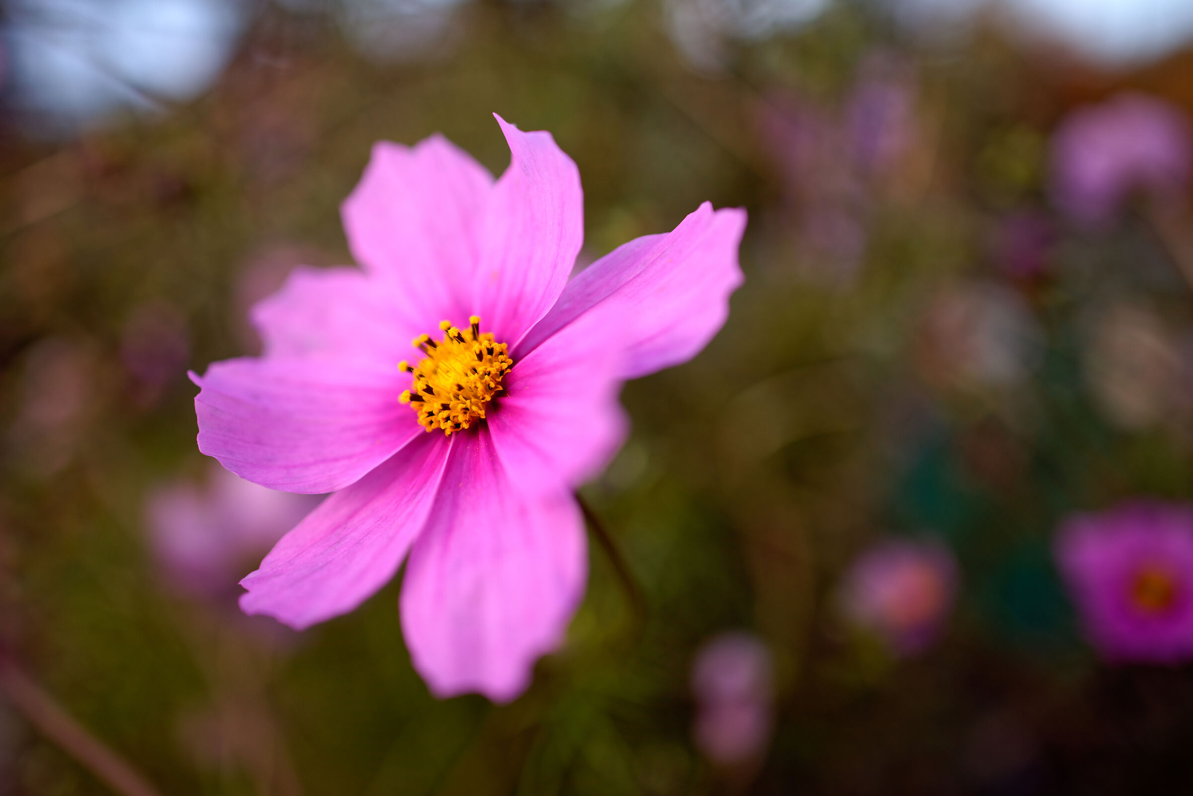 Parco Nord Milano - test Canon RF 24/1,8 IS STM