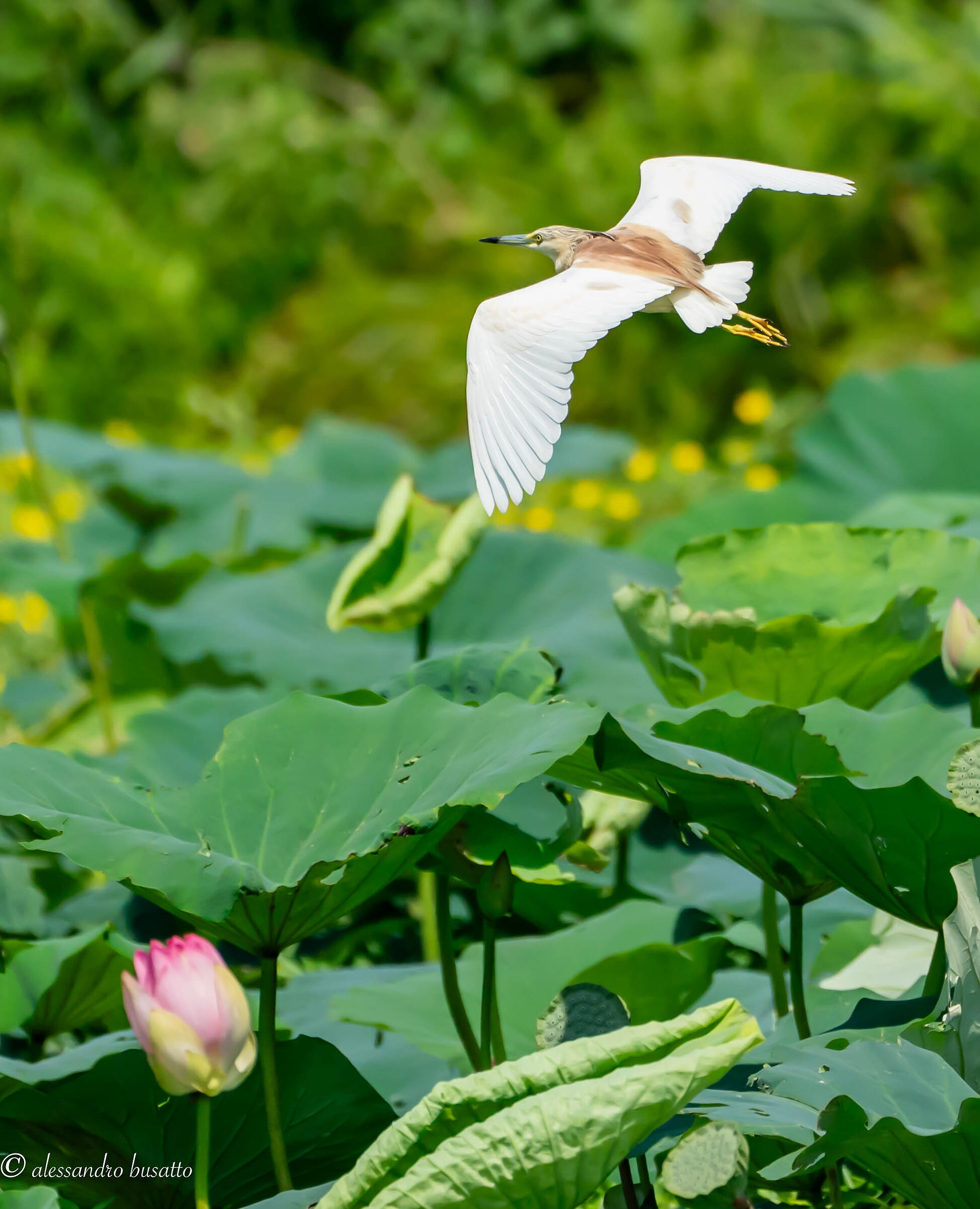 Flying over the lotus flowers