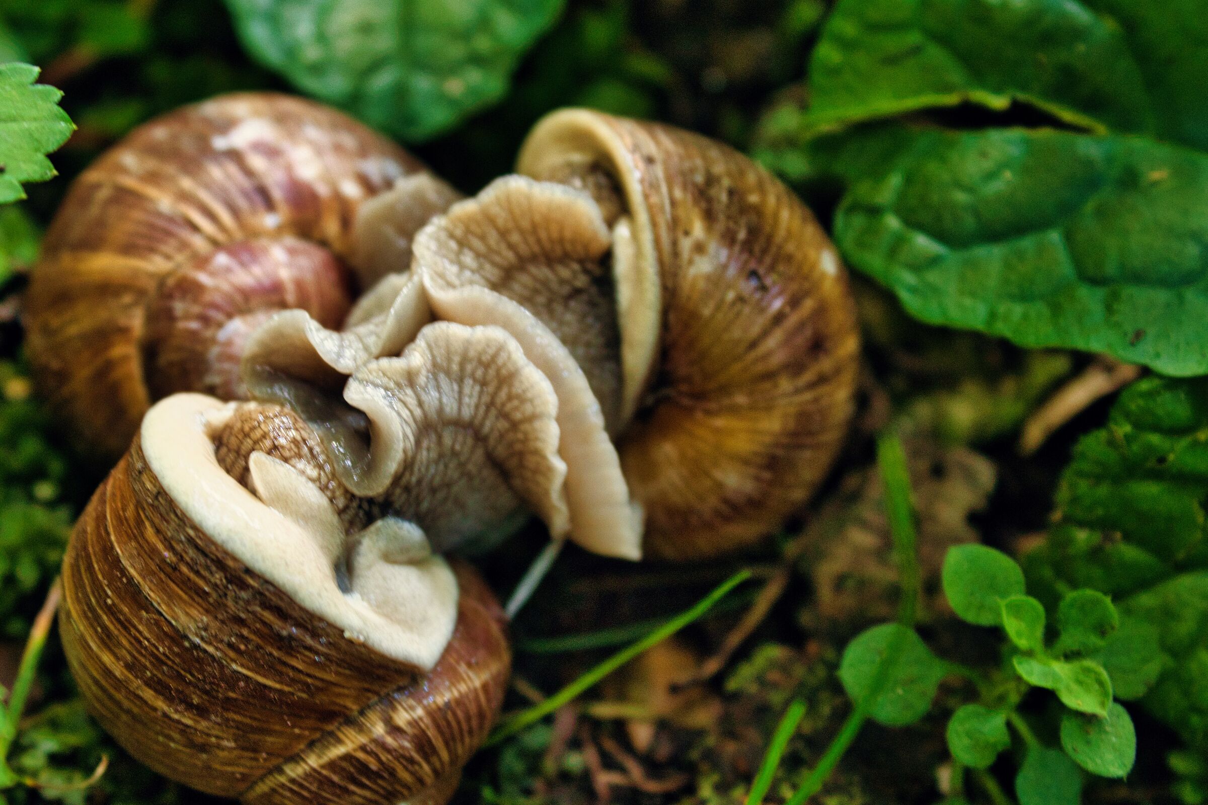 Union of snails
