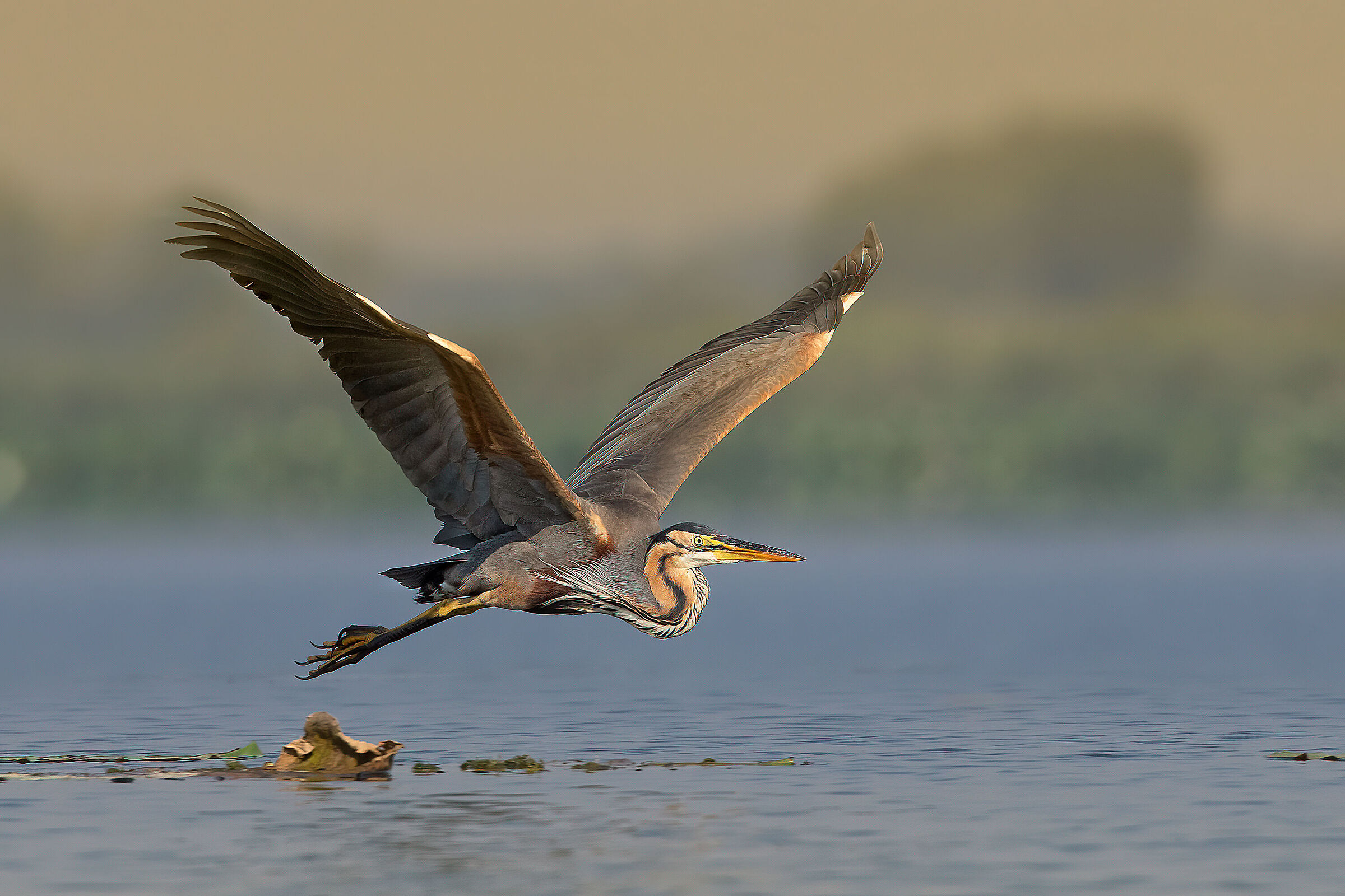 Rosso in volo radente