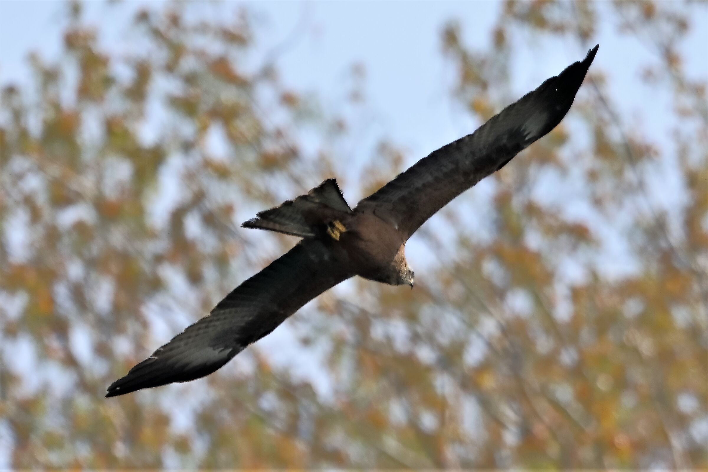 Nibbio bruno 06-04-2023