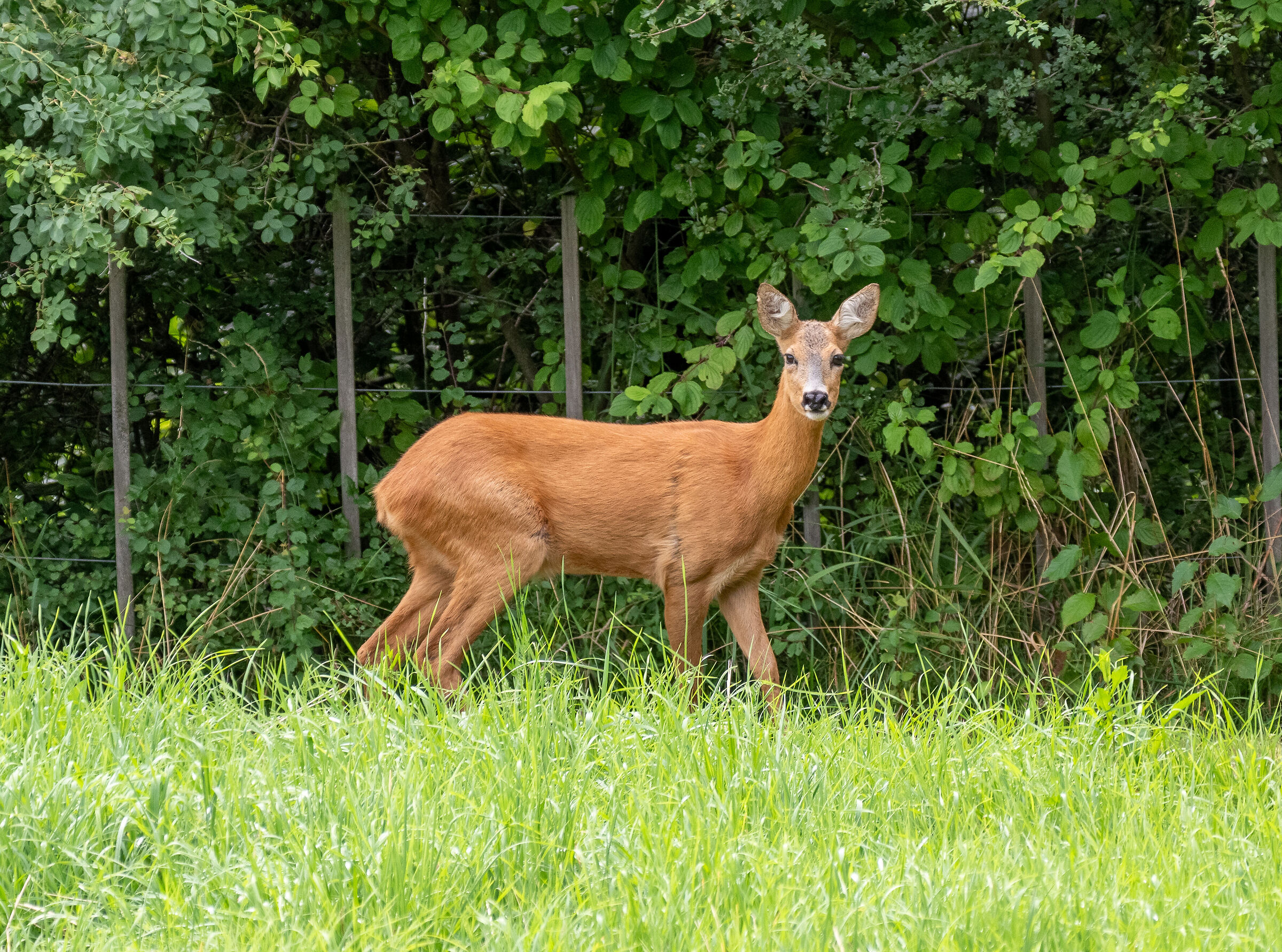 Curious somersault...