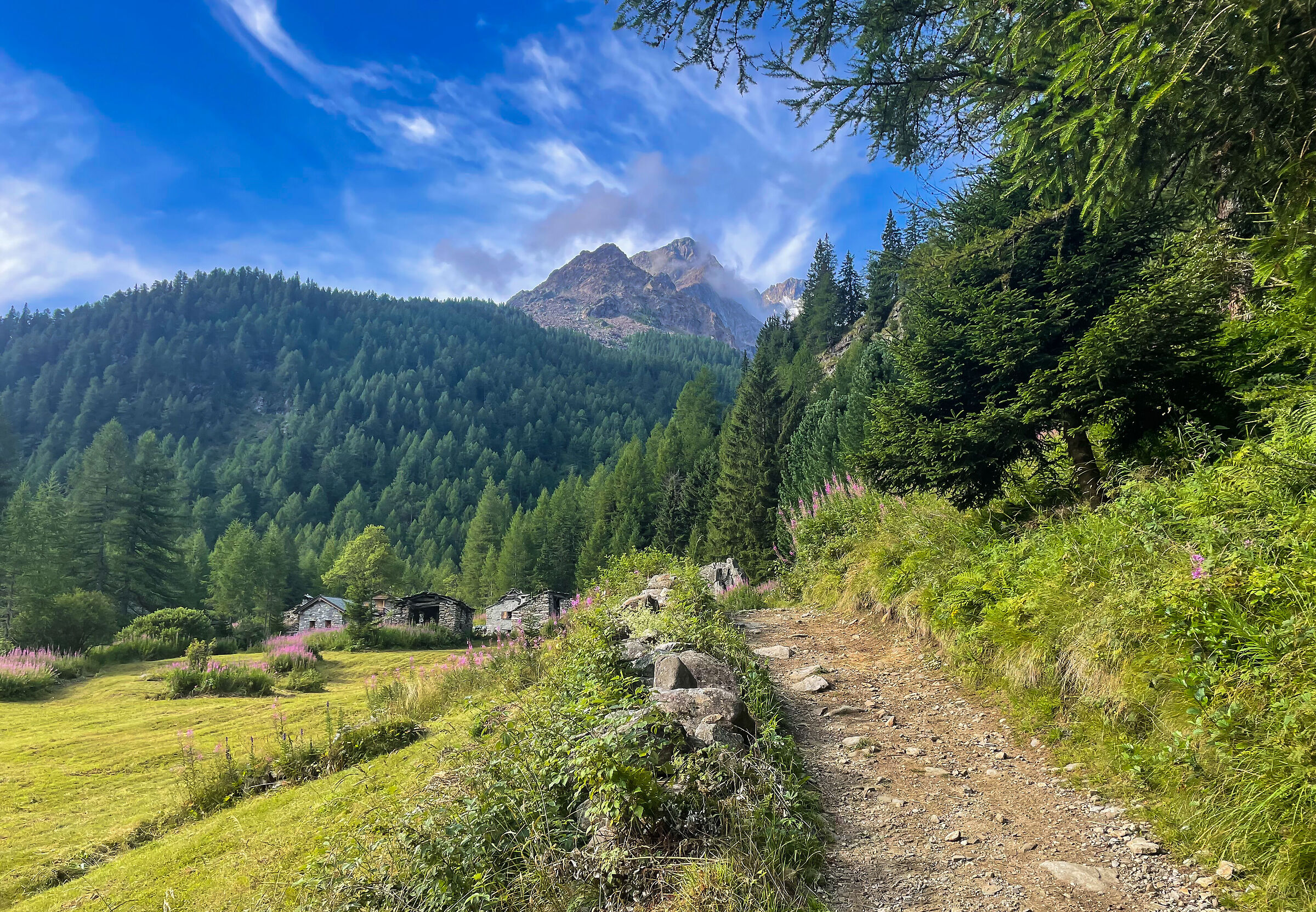 Alpine pasture in Val Sissone