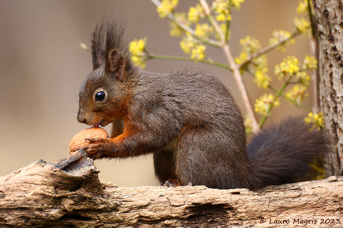 Assaggio preliminare