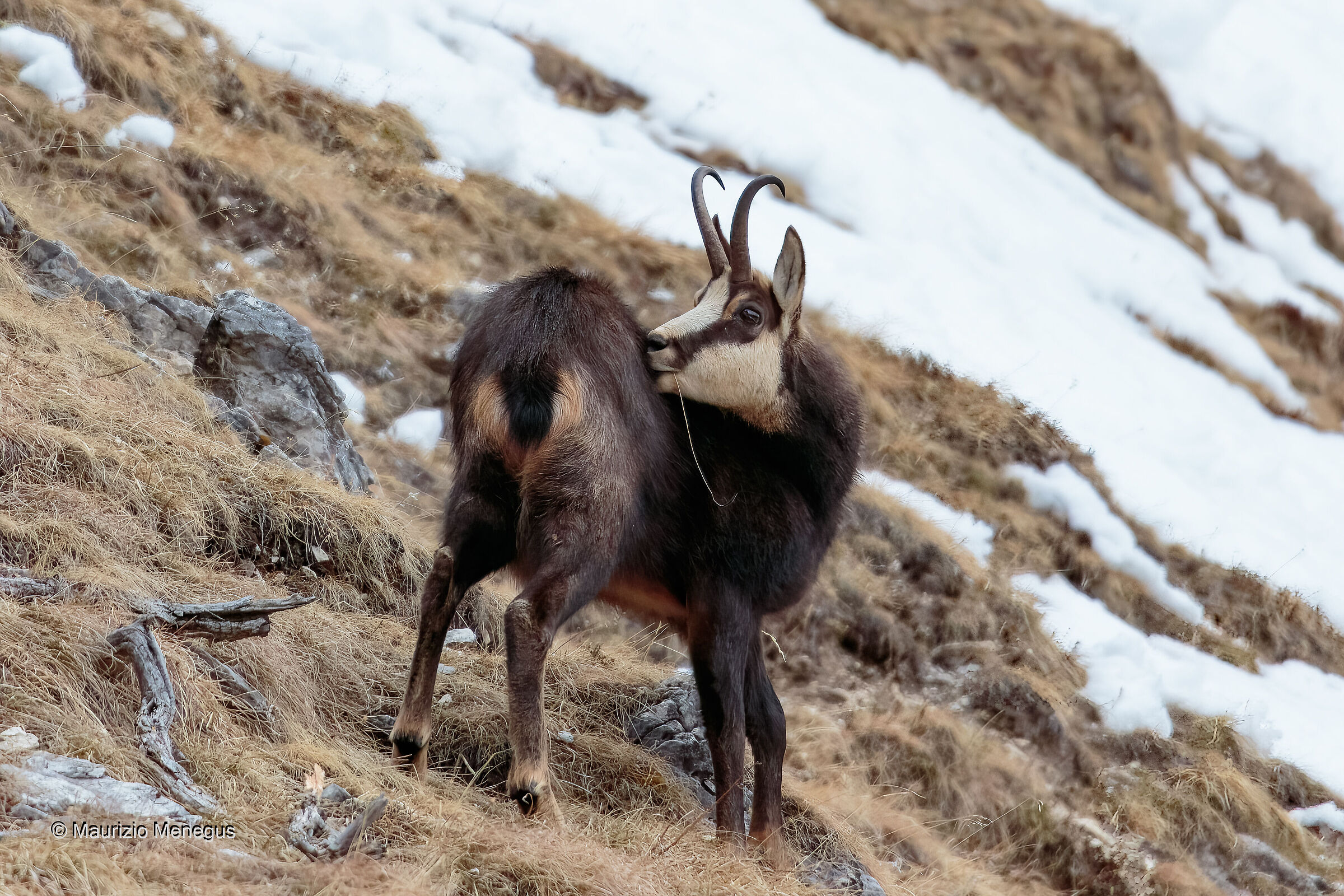 Camoscio maschio a gennaio