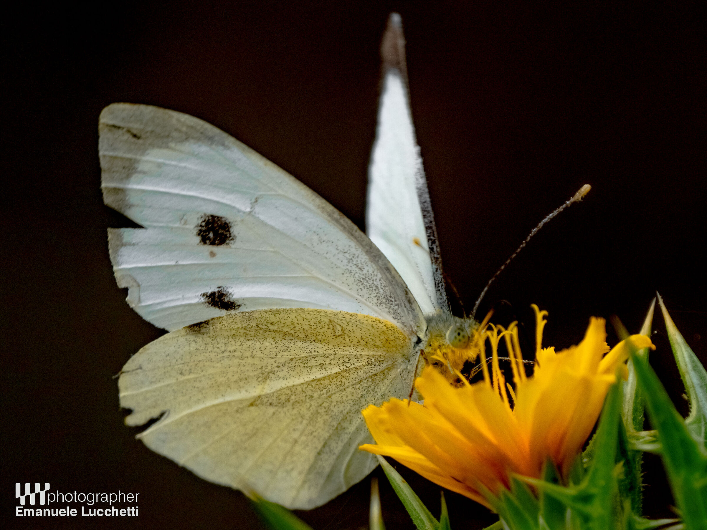 Butterfly on the thistle