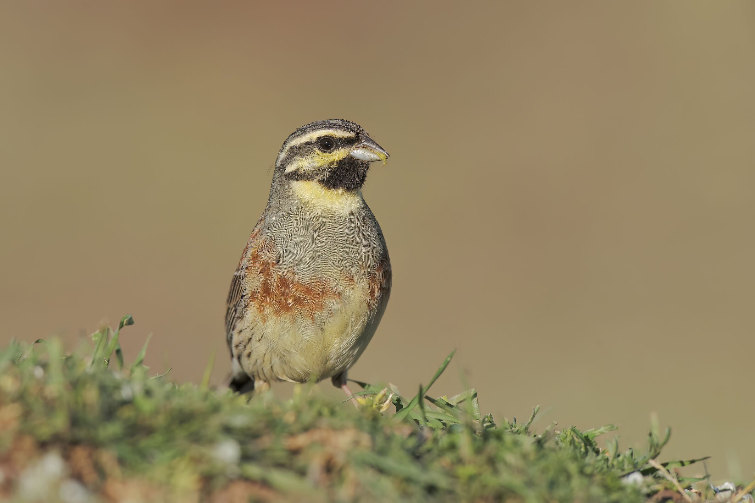 zigolo nero in alimentazione