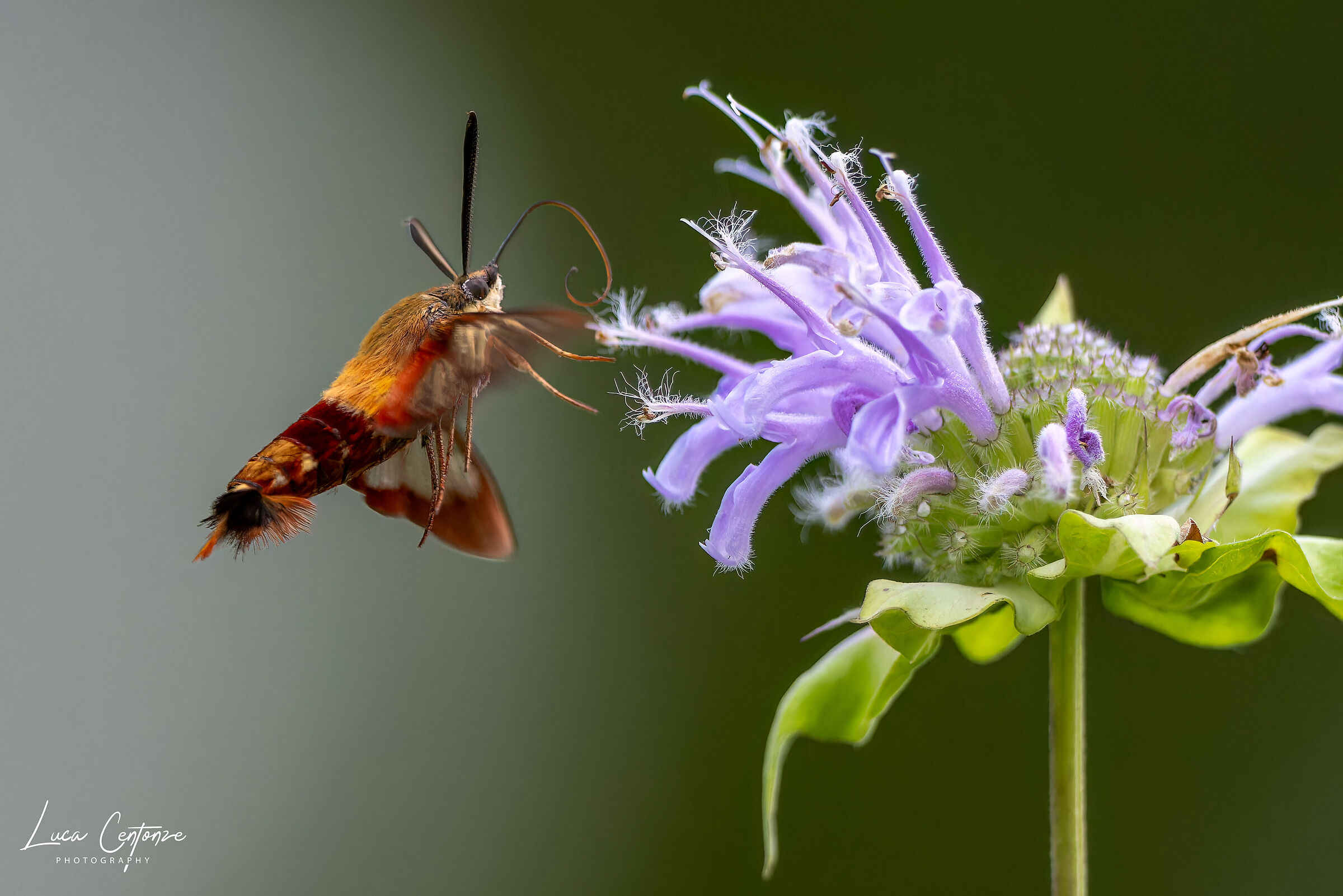 Hummingbird Clearwing (Hemaris thysbe)