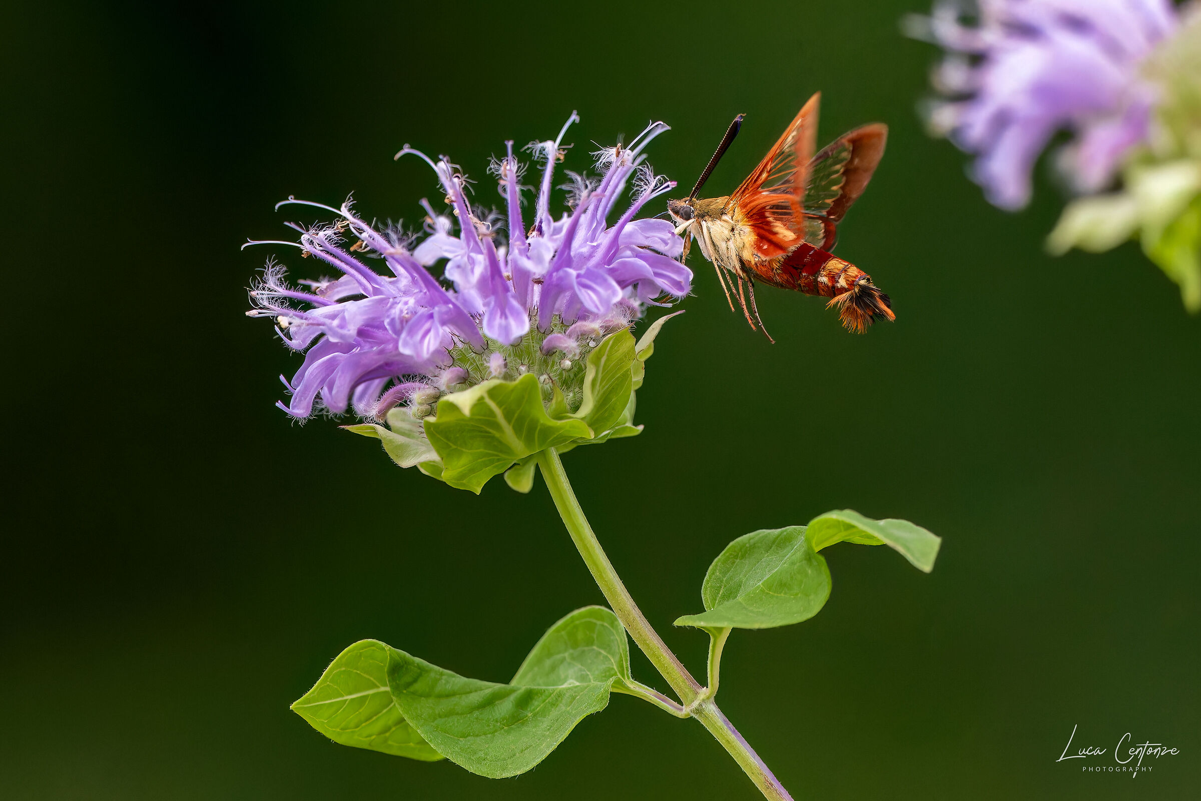 Hummingbird Clearwing (Hemaris thysbe)