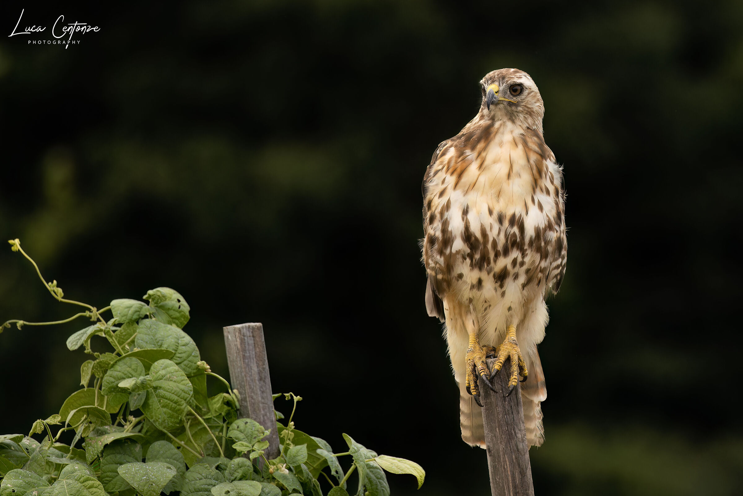 Red-tailed Hawk
