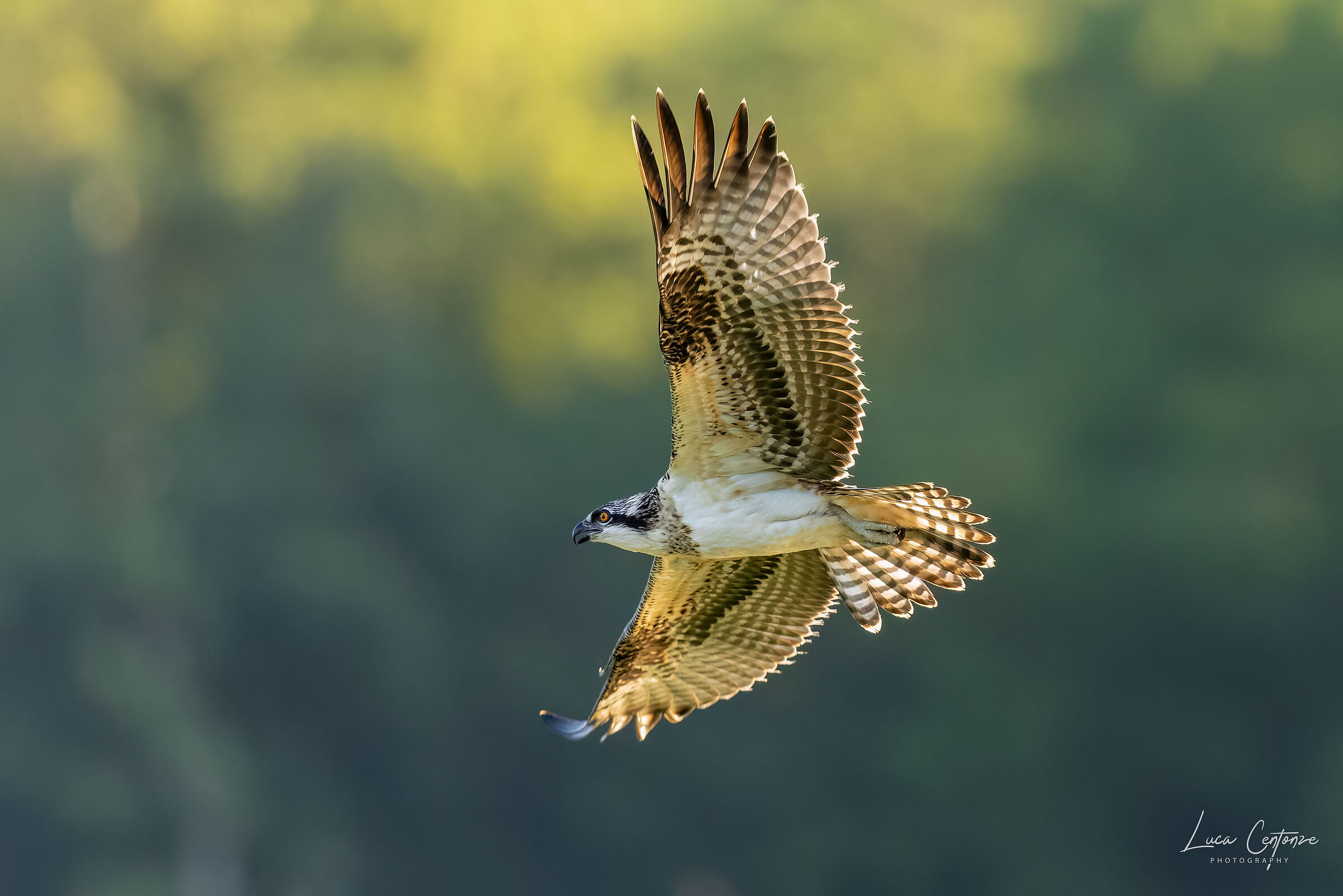Osprey (Osprey) at the crack of dawn