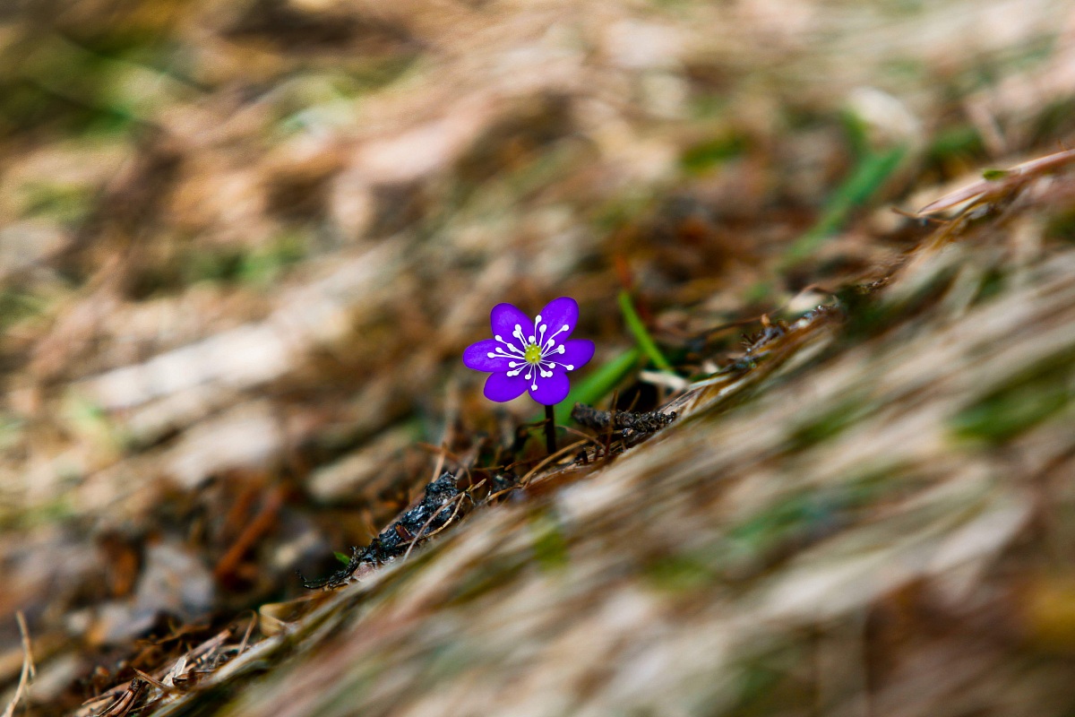 dopo la neve arriva lui