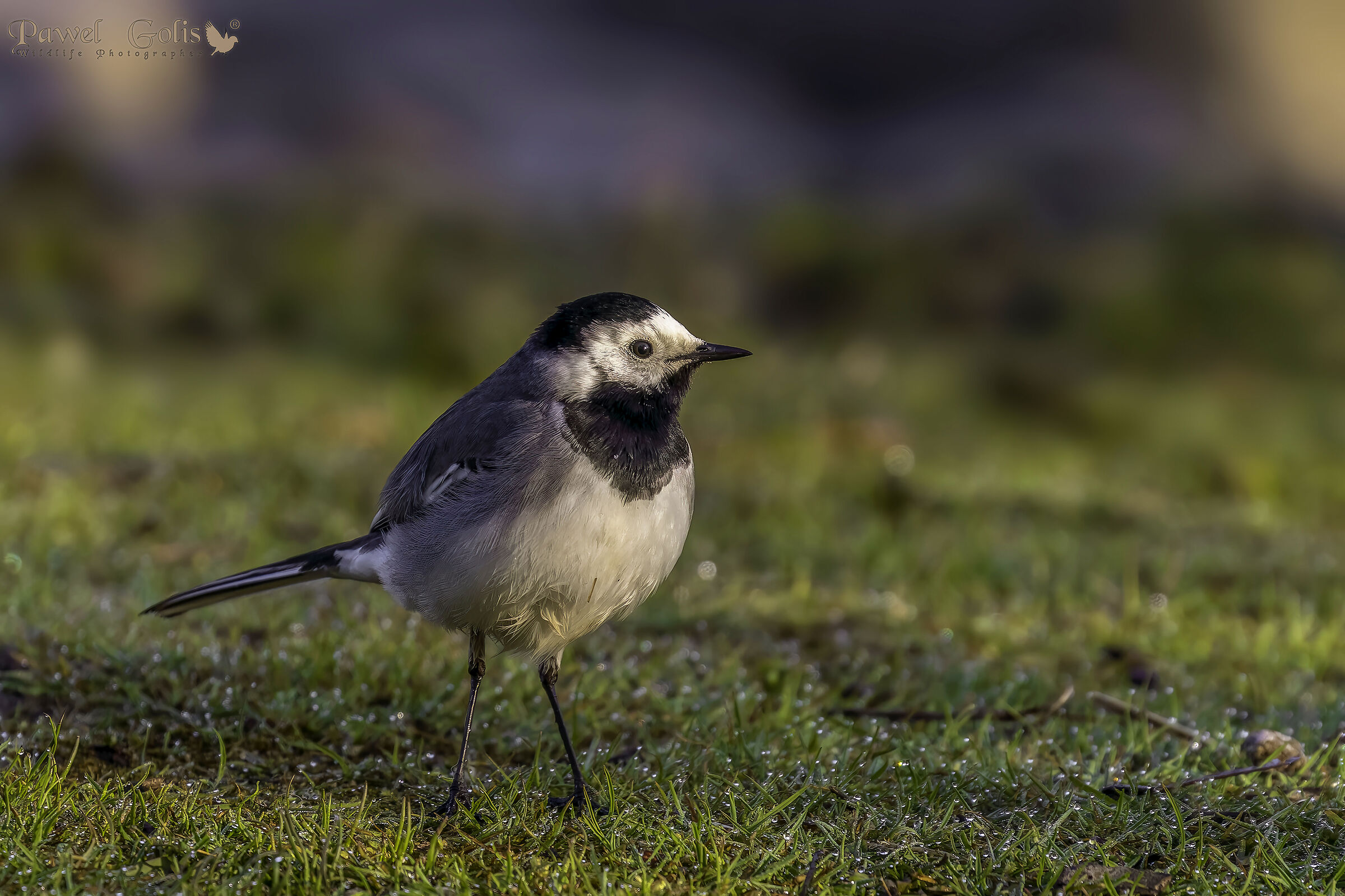 Ballerina bianca (Motacilla alba)