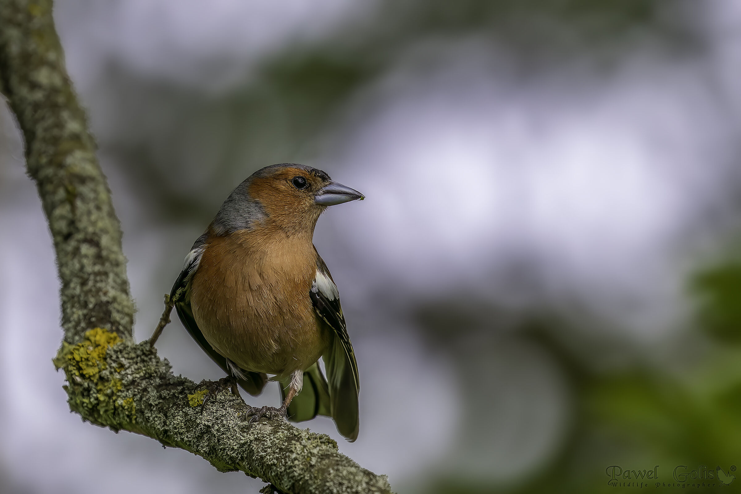 Fringuello comune (Fringilla coelebs)
