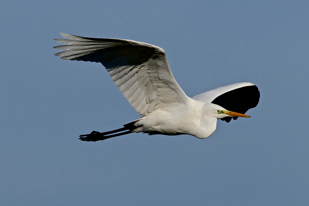 Great Egret - Oasi la Madonnina
