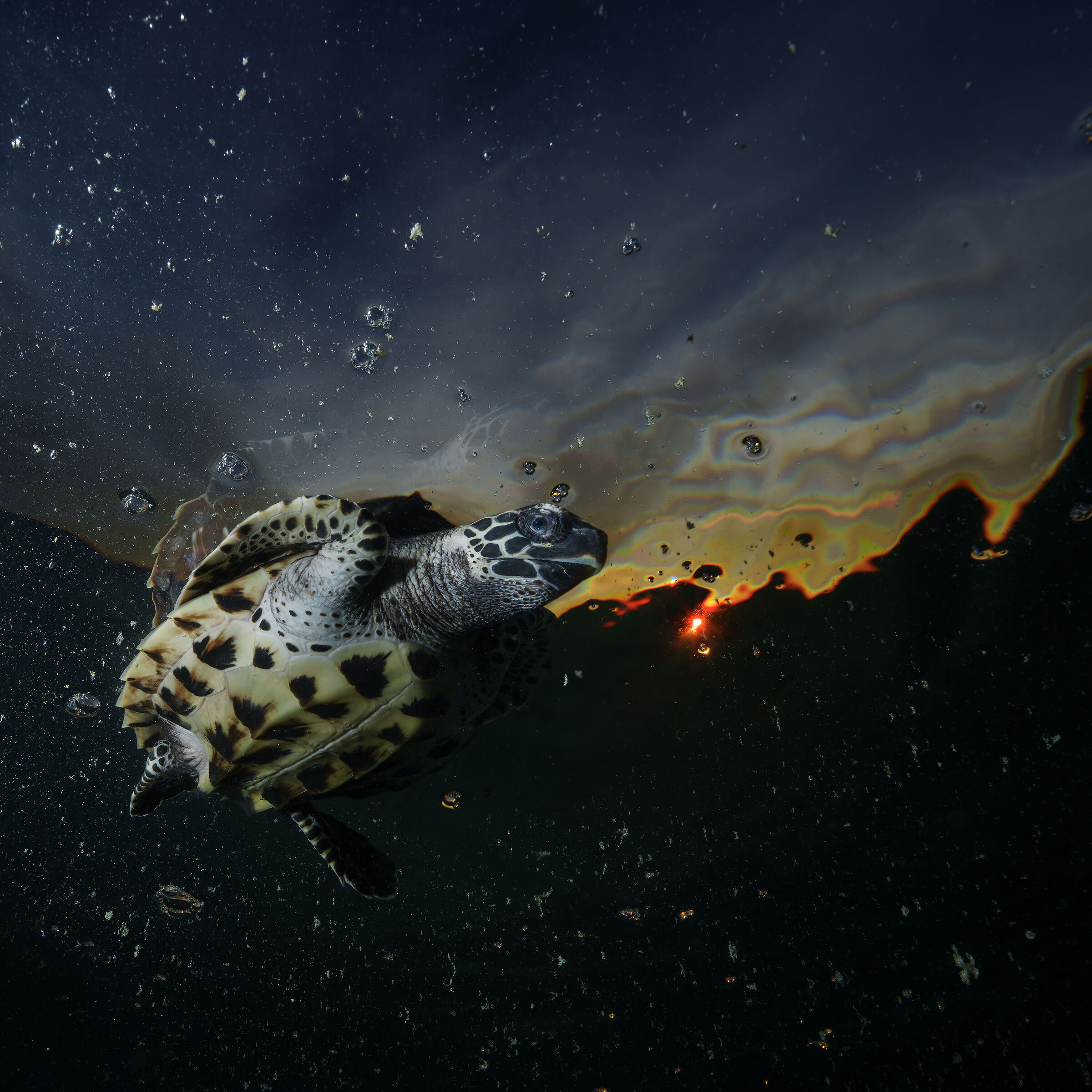 Turtle imbricata at dawn in Papua New Guinea