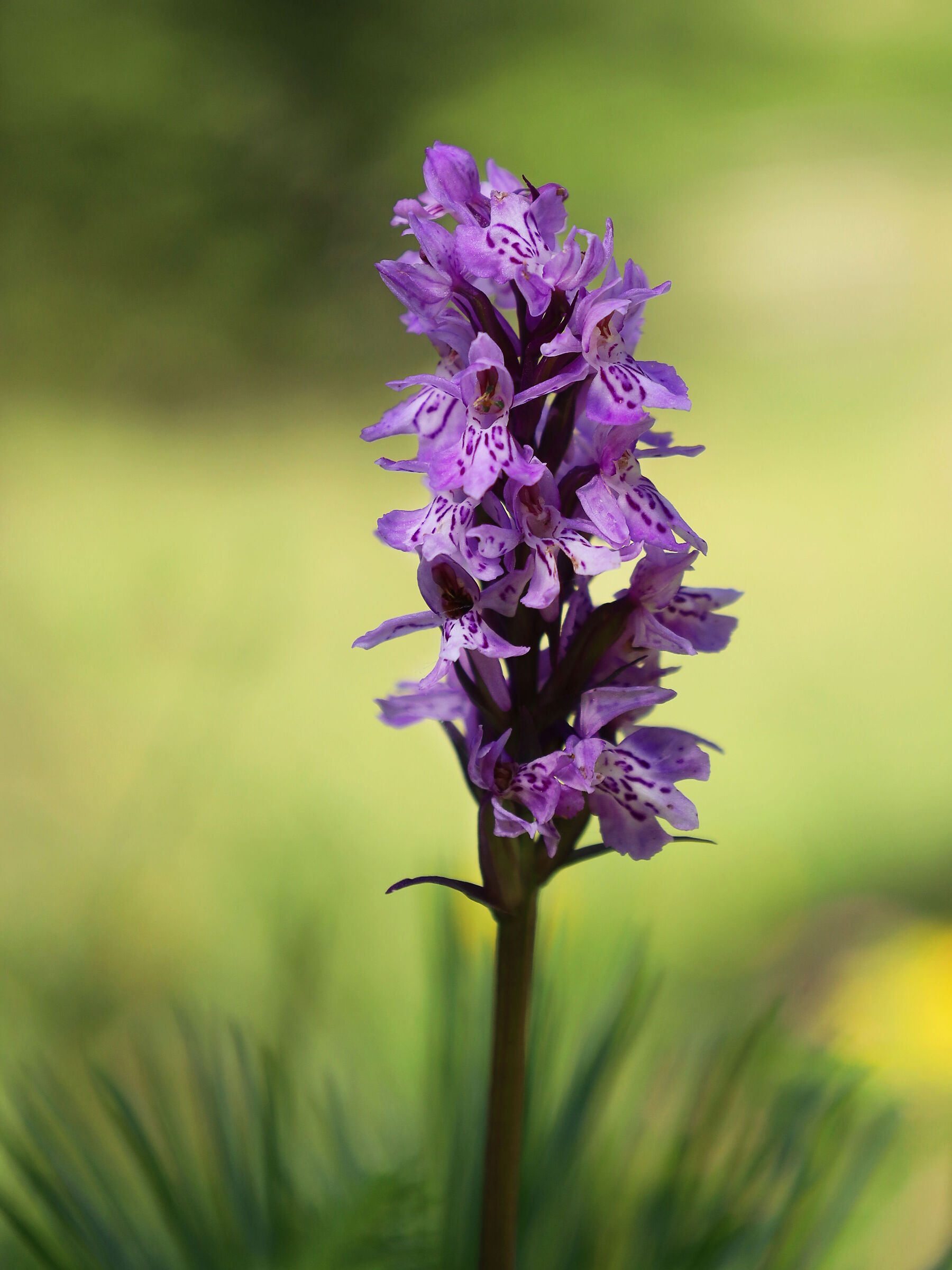 Fuchs orchid
