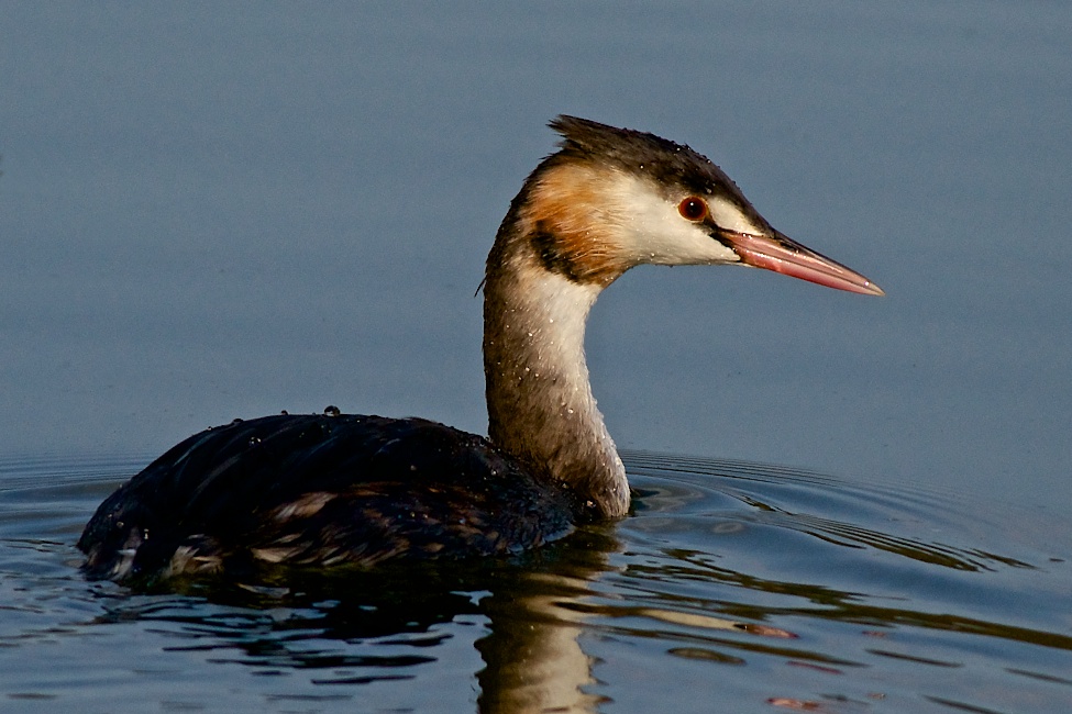 Grebe