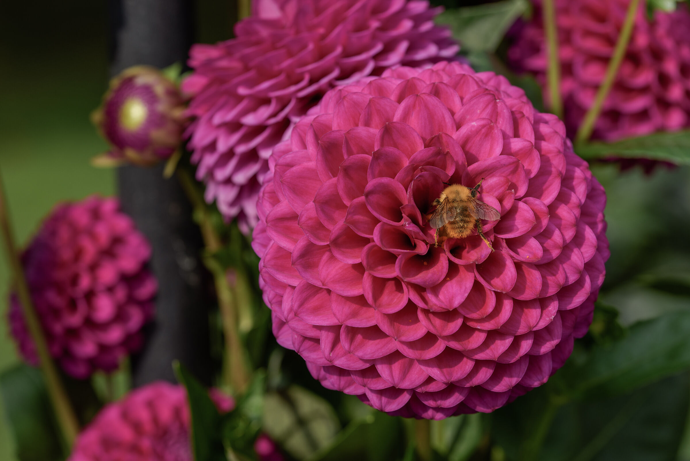 Dahlia with bee