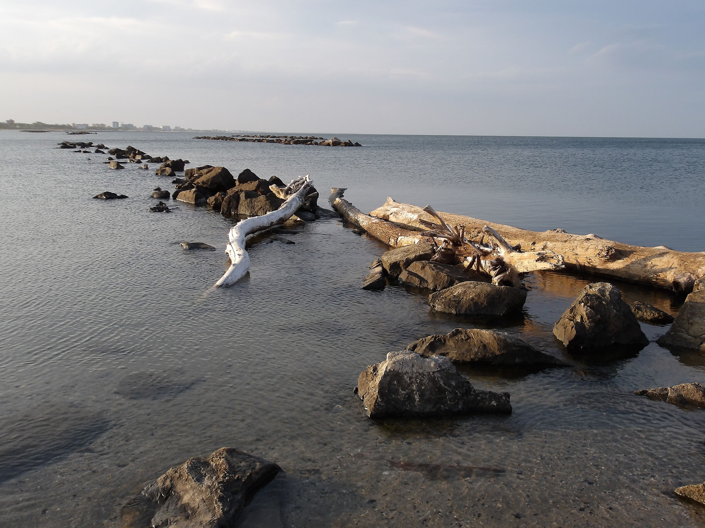 Tronco di betulla tra le rocce