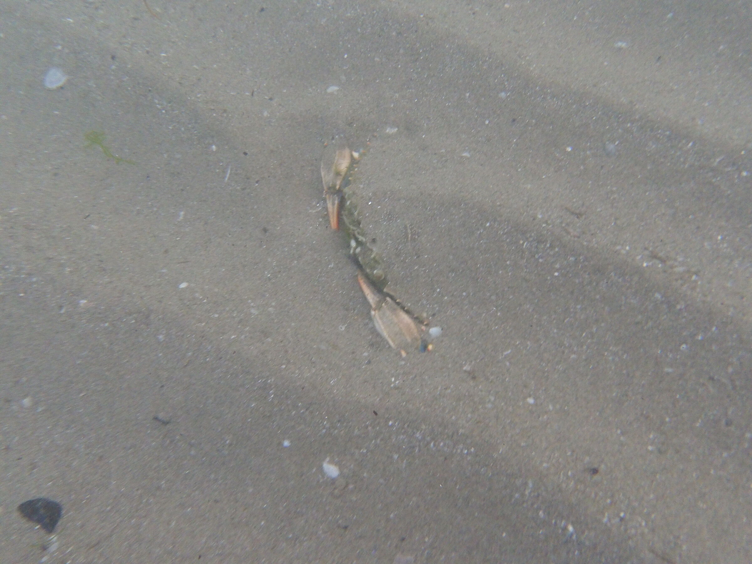 Granchio blu insabbiato