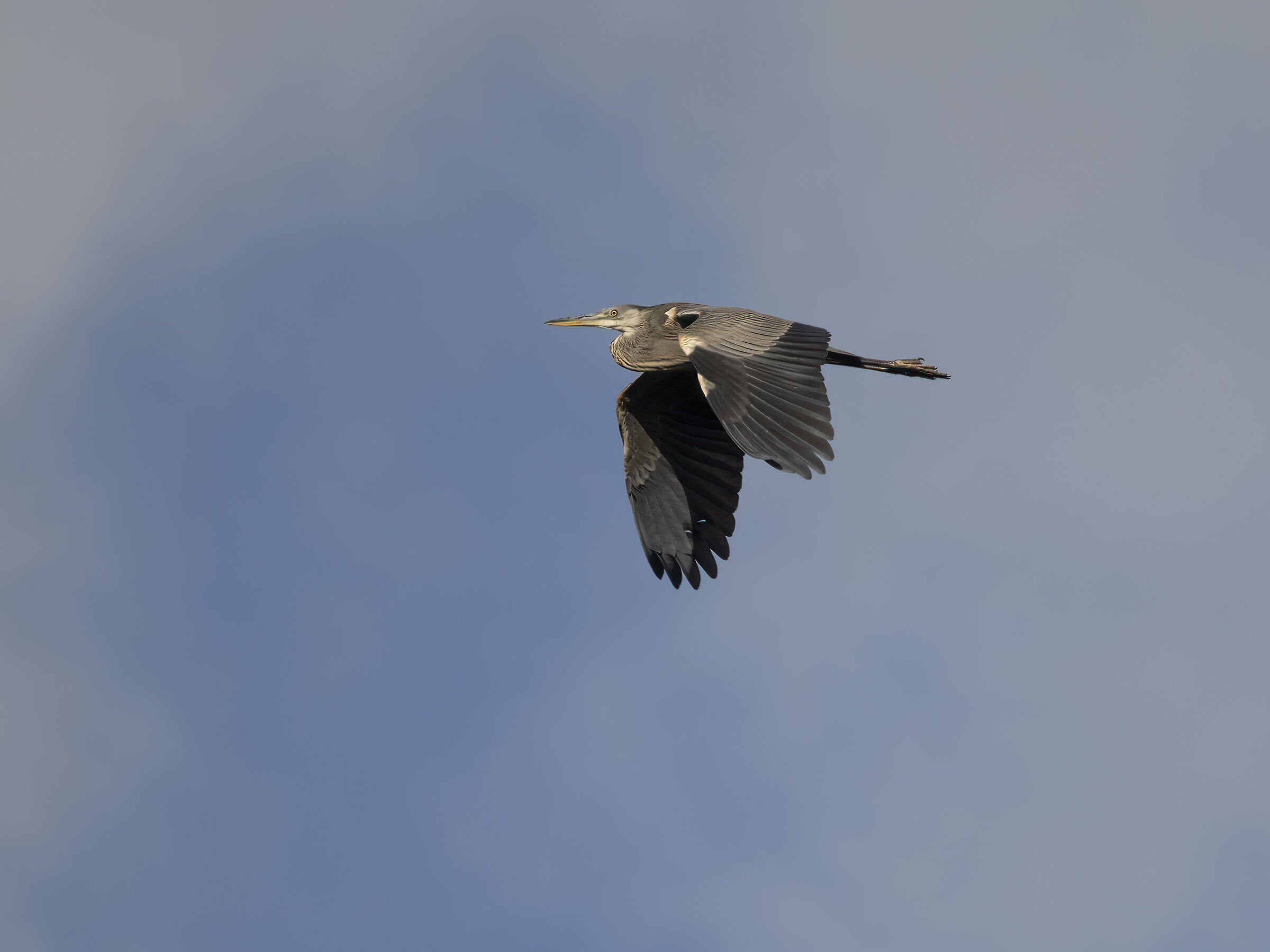 Heron