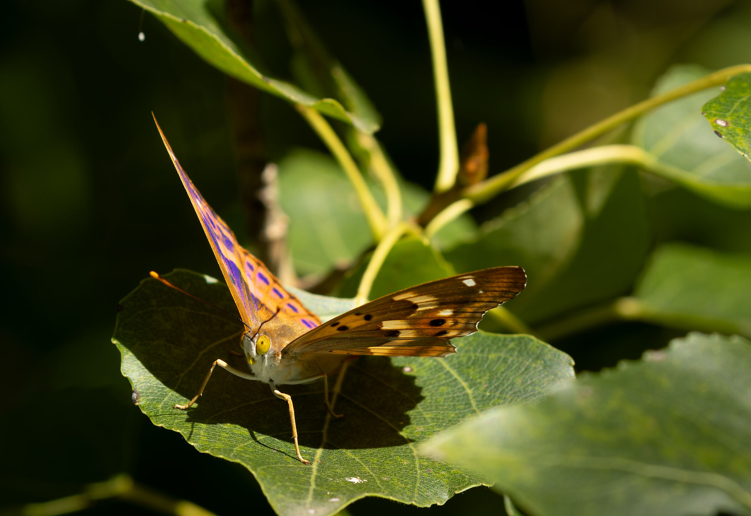 Apatura Ilia