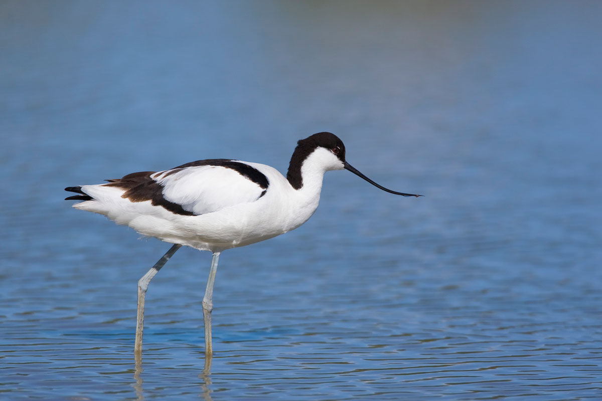 Avocetta