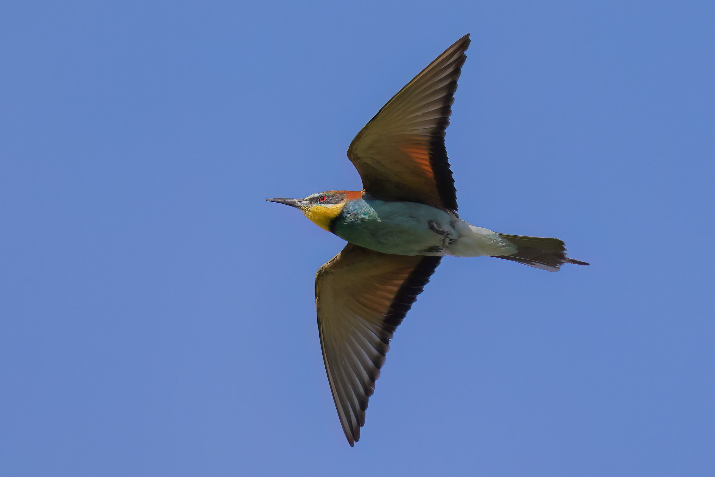 Bee-eater