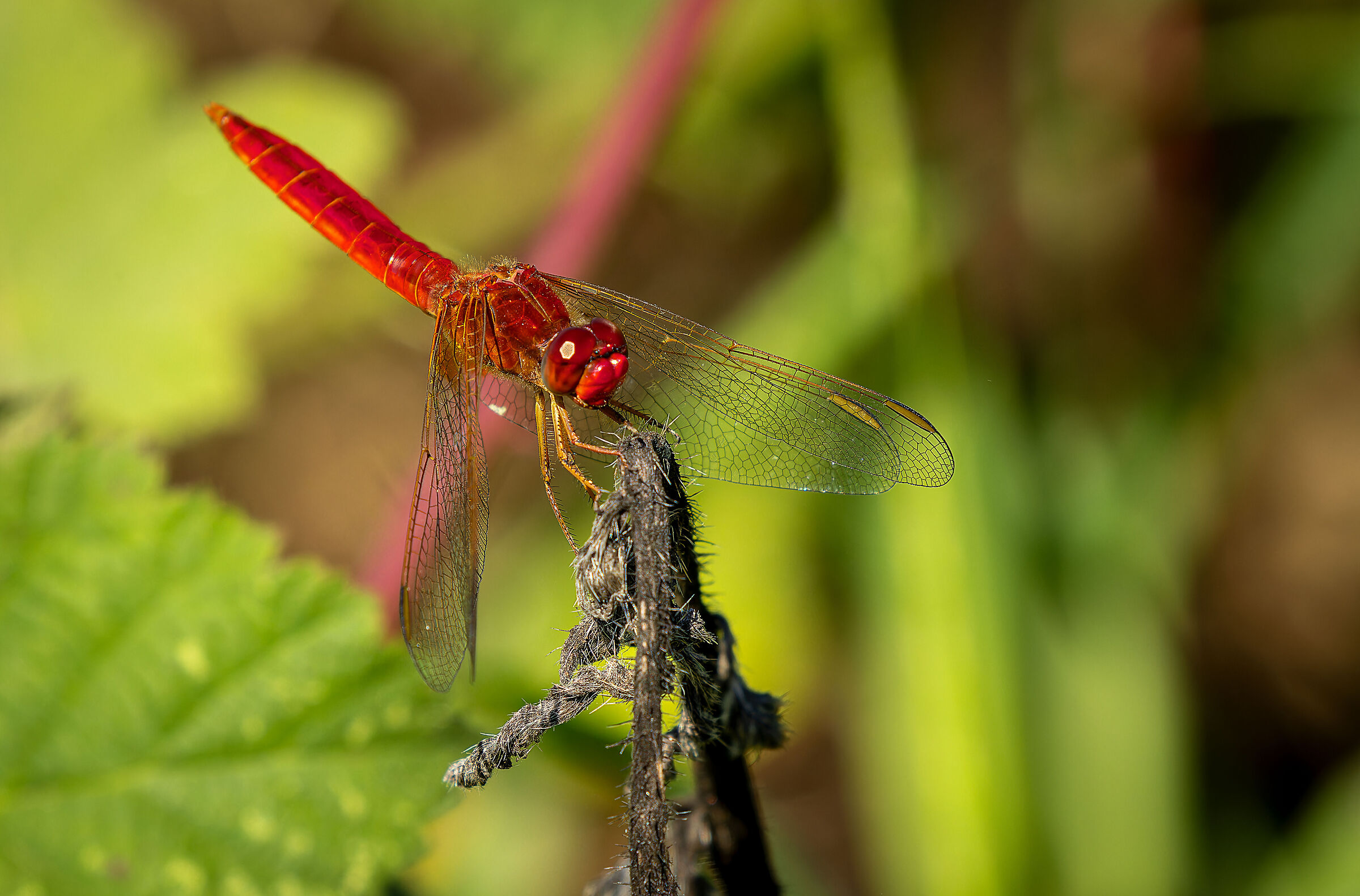 Dragonfly