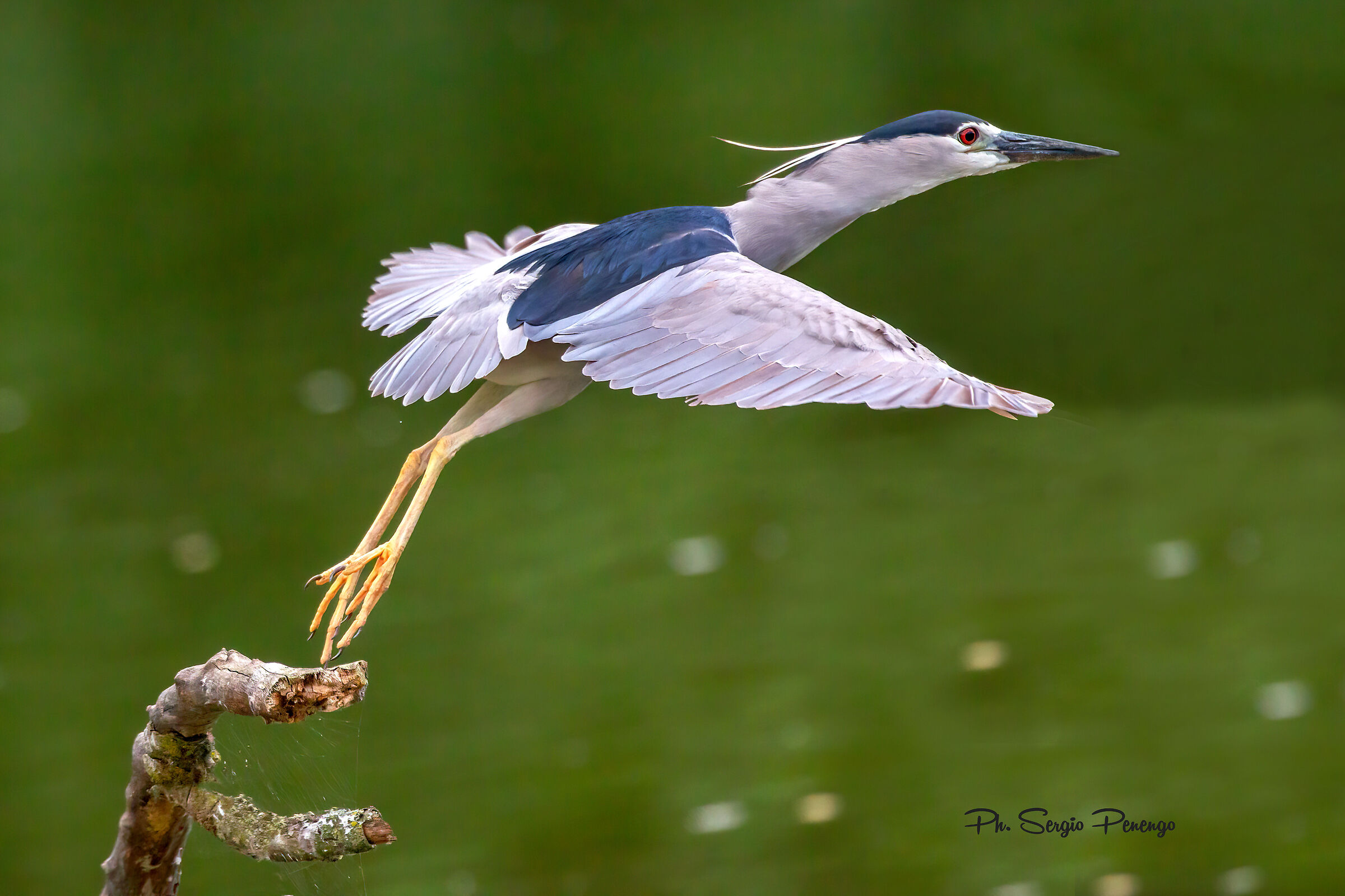 Il decollo della Nitticora