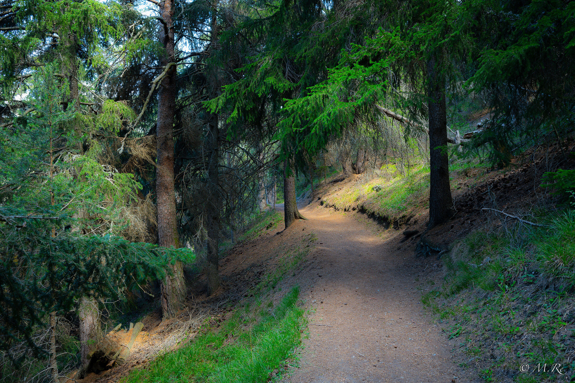 In the woods
