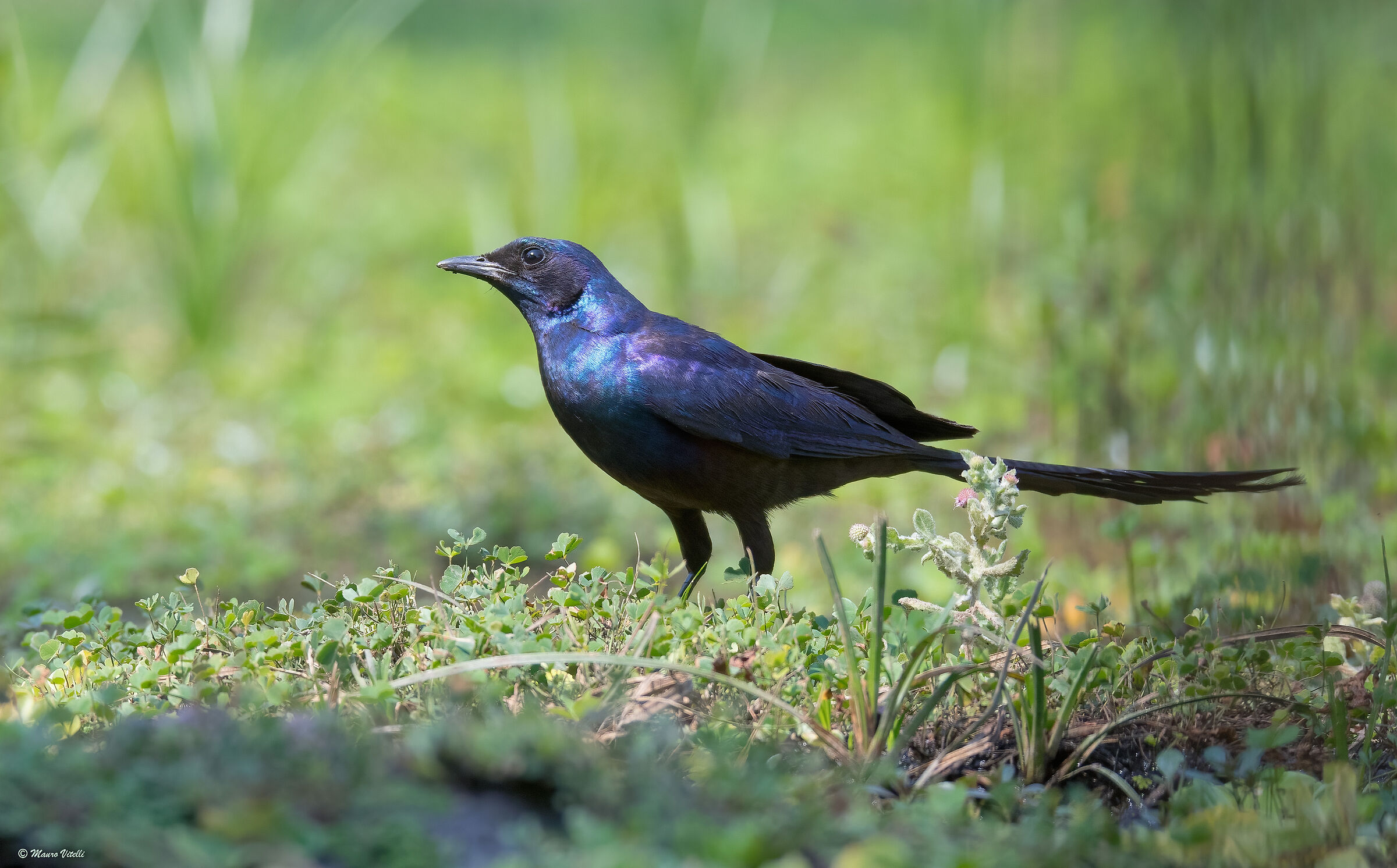 Meves splendid starling (Lamprotornis mevesii)