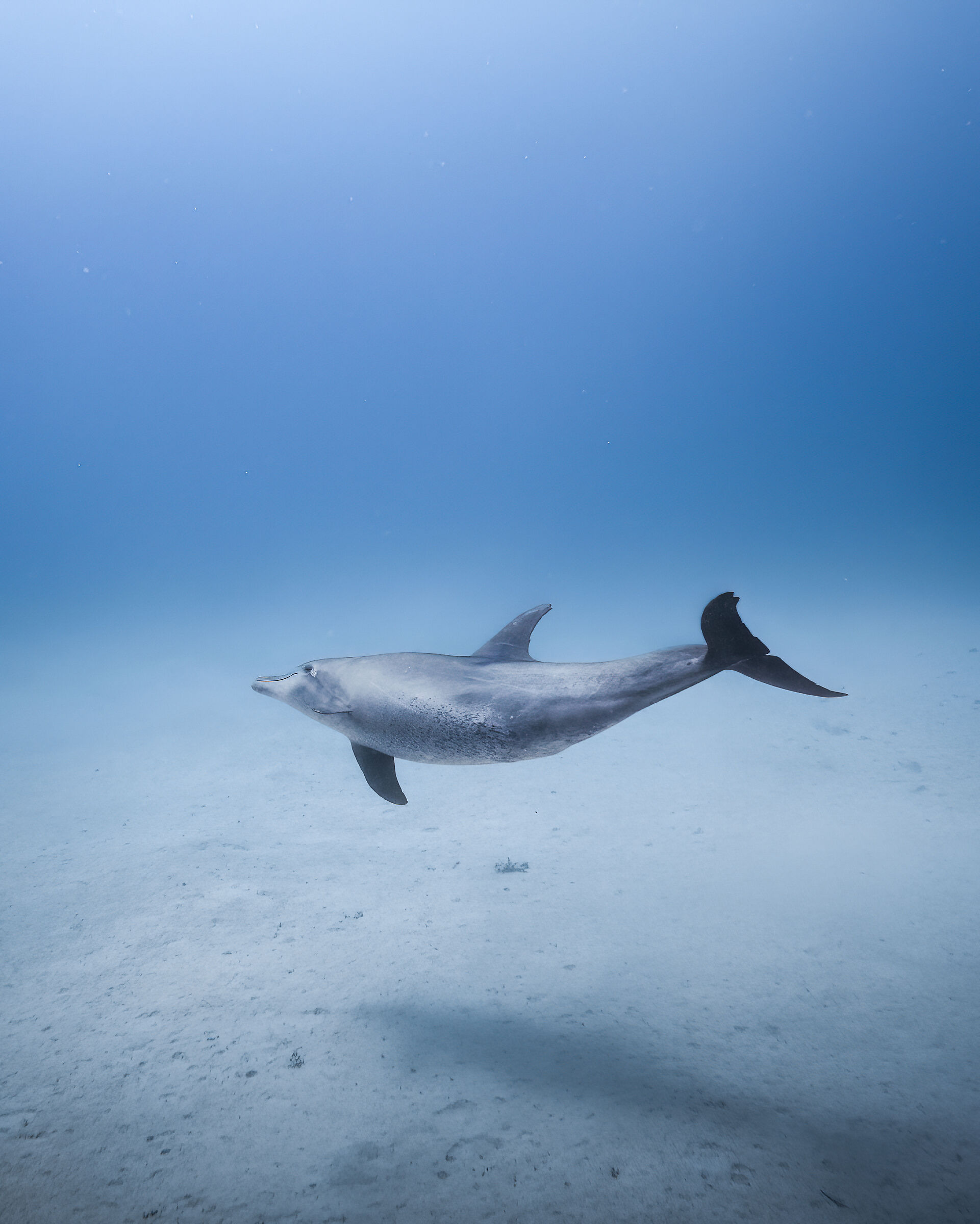 nuotare con i delfini