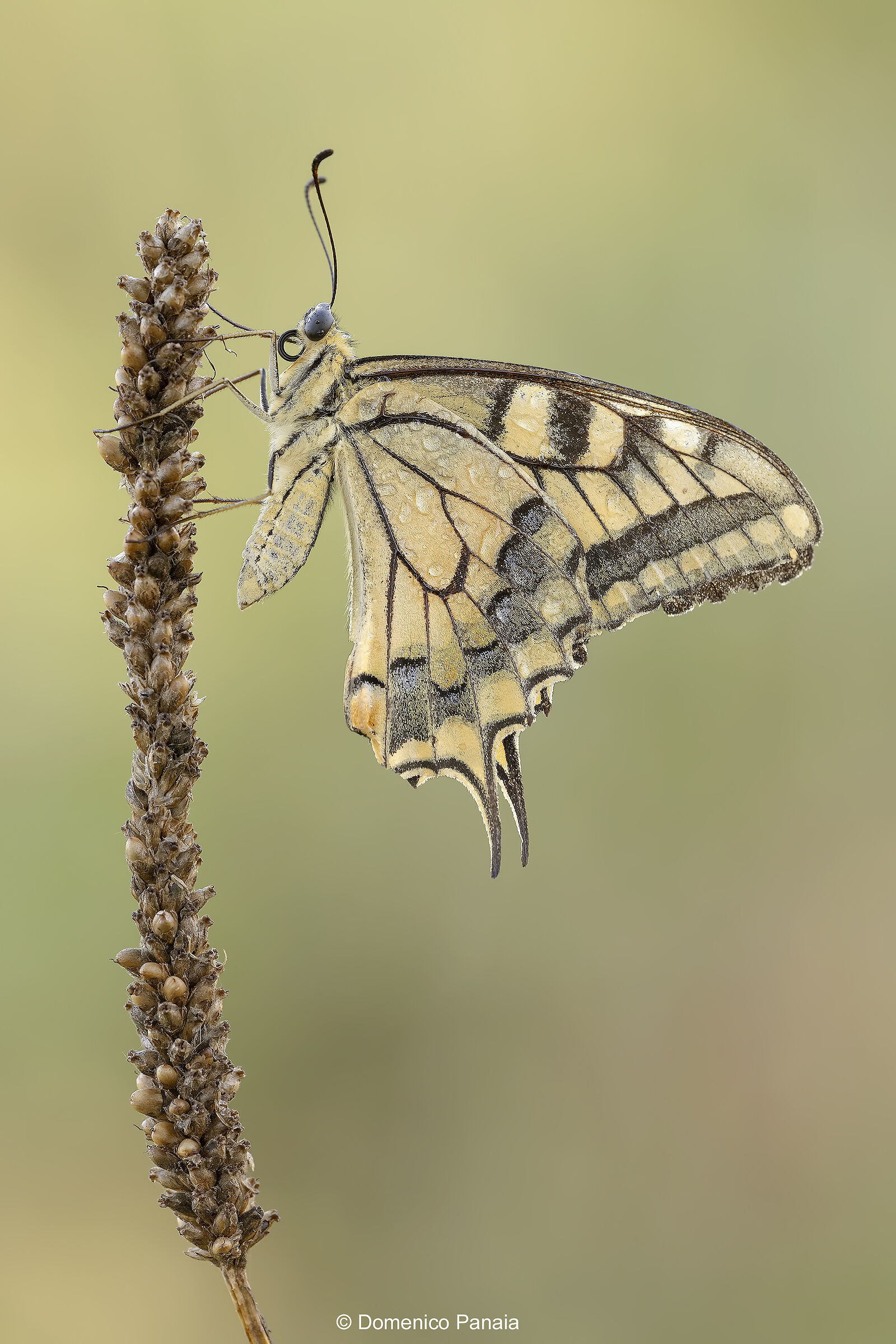 swallowtail
