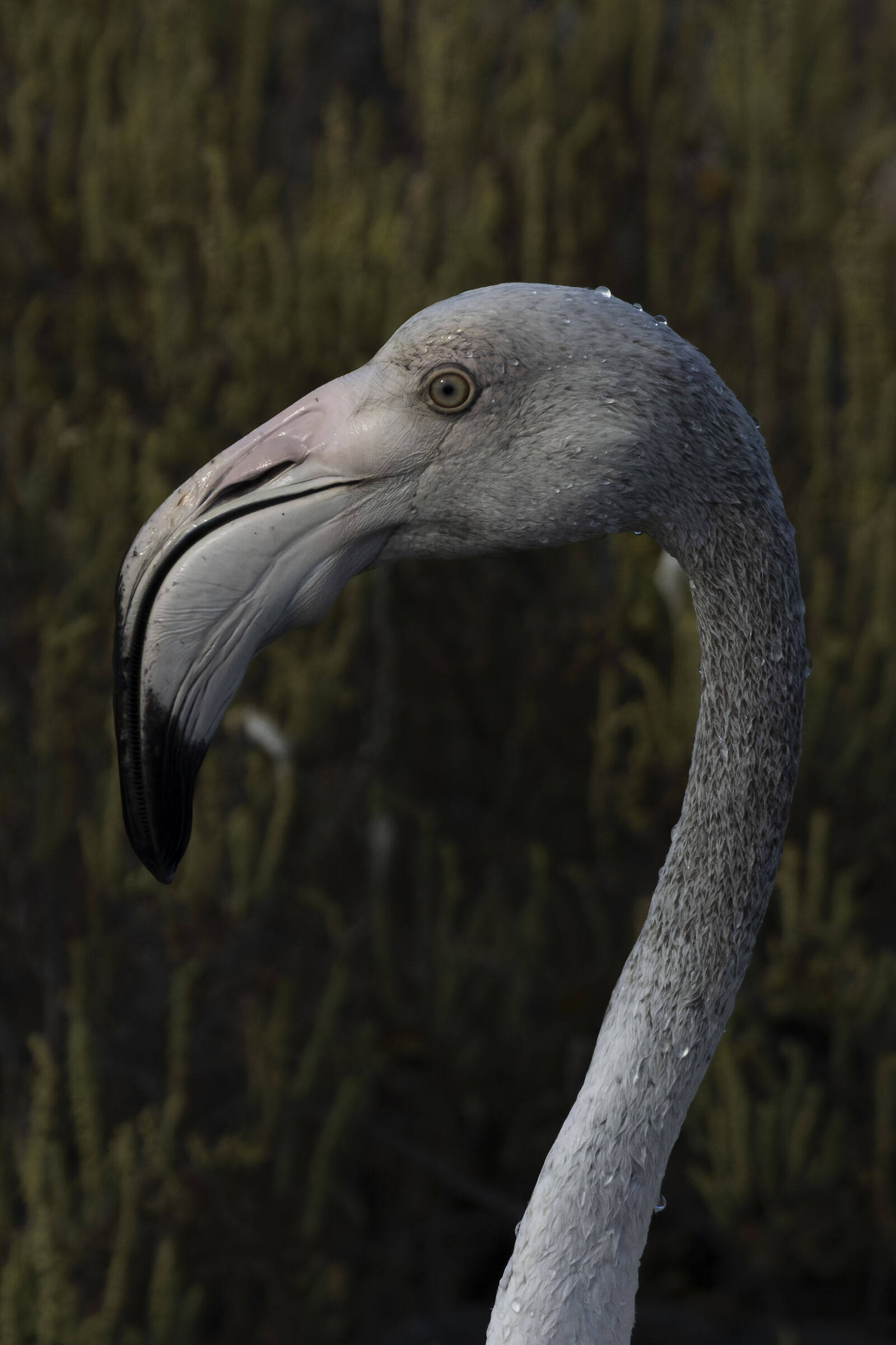Flamingo (portrait)