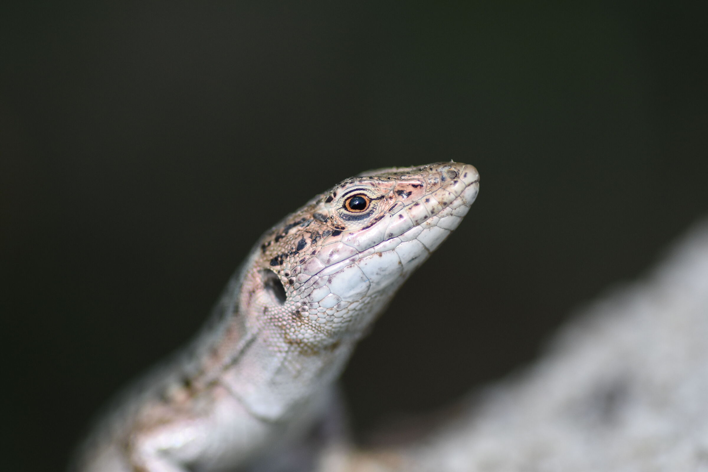 "Crop 150" Tokina Macro 100 F. 2.8, ATX-i, Nikon D 7200