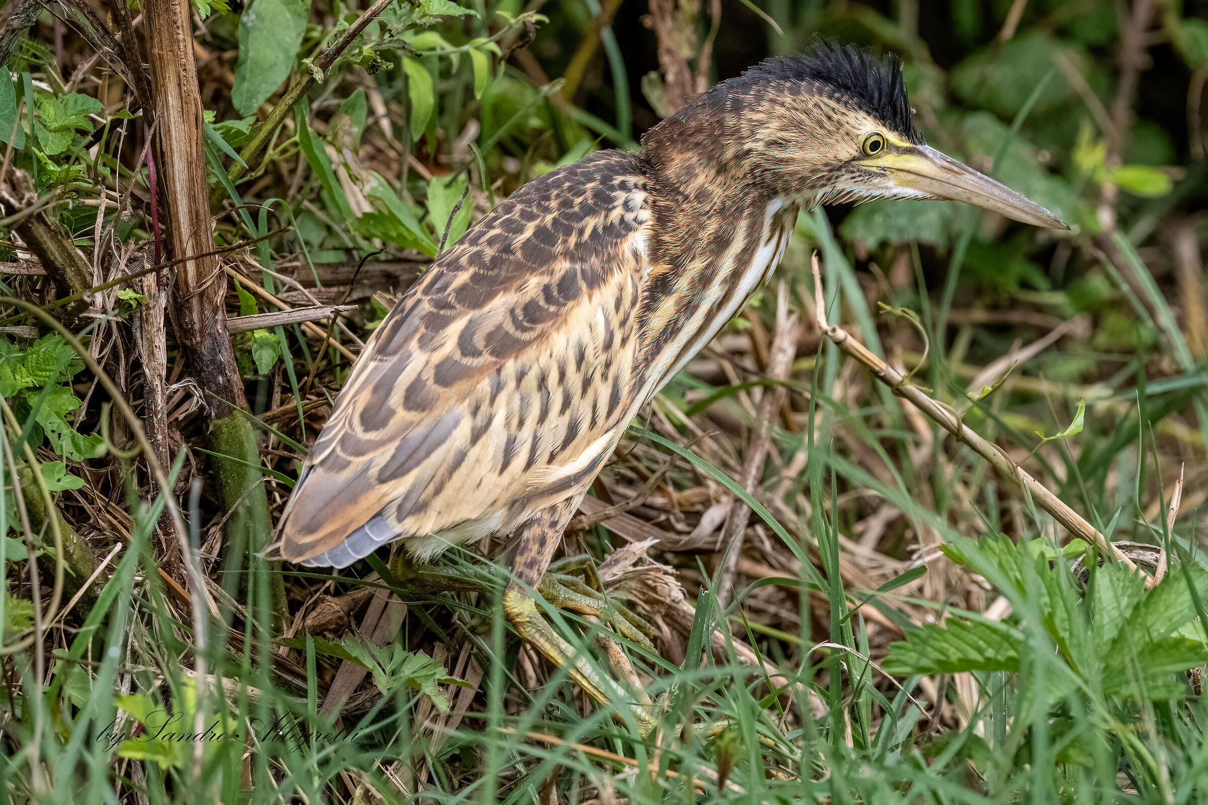 Il tarabusìno (Ixobrychus minutus)