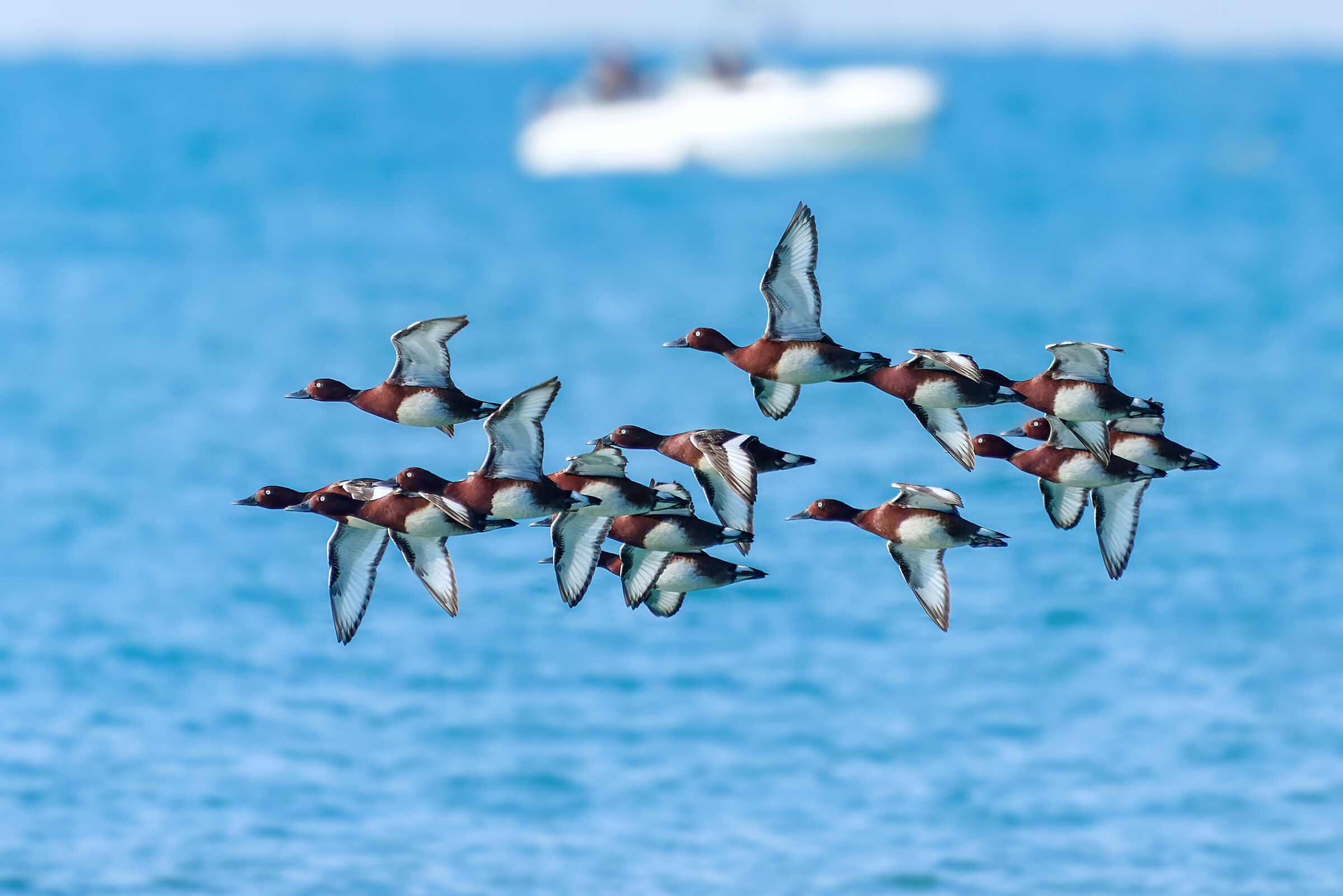 The miracle of migration