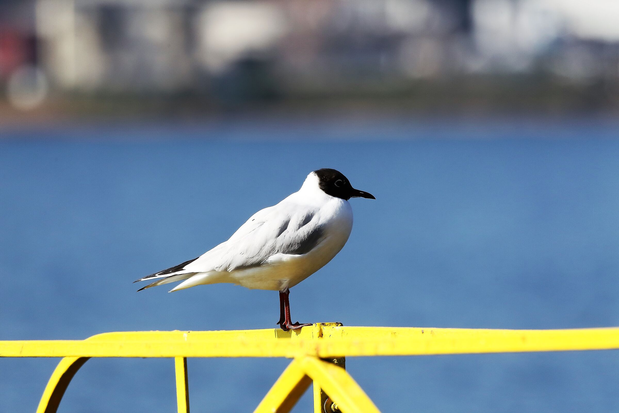 Gabbiano C 09 marzo 2023