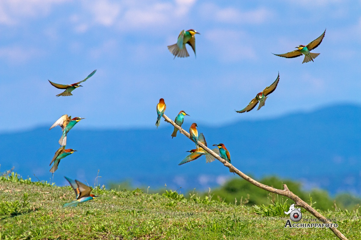 the colony of geuccioni 2