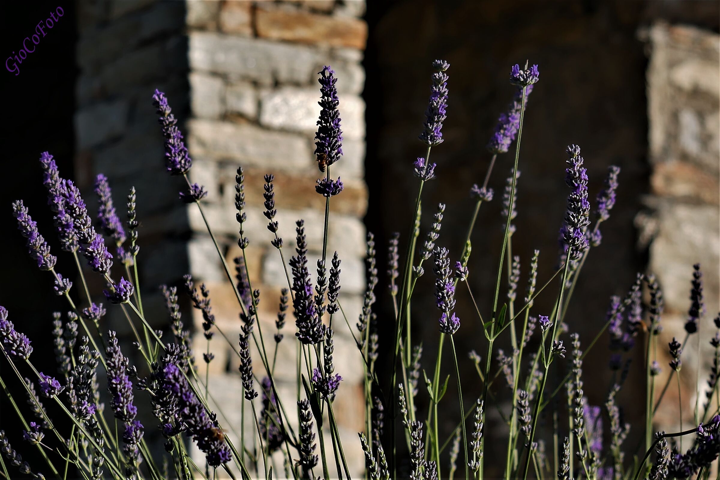 Lavanda e pilastri