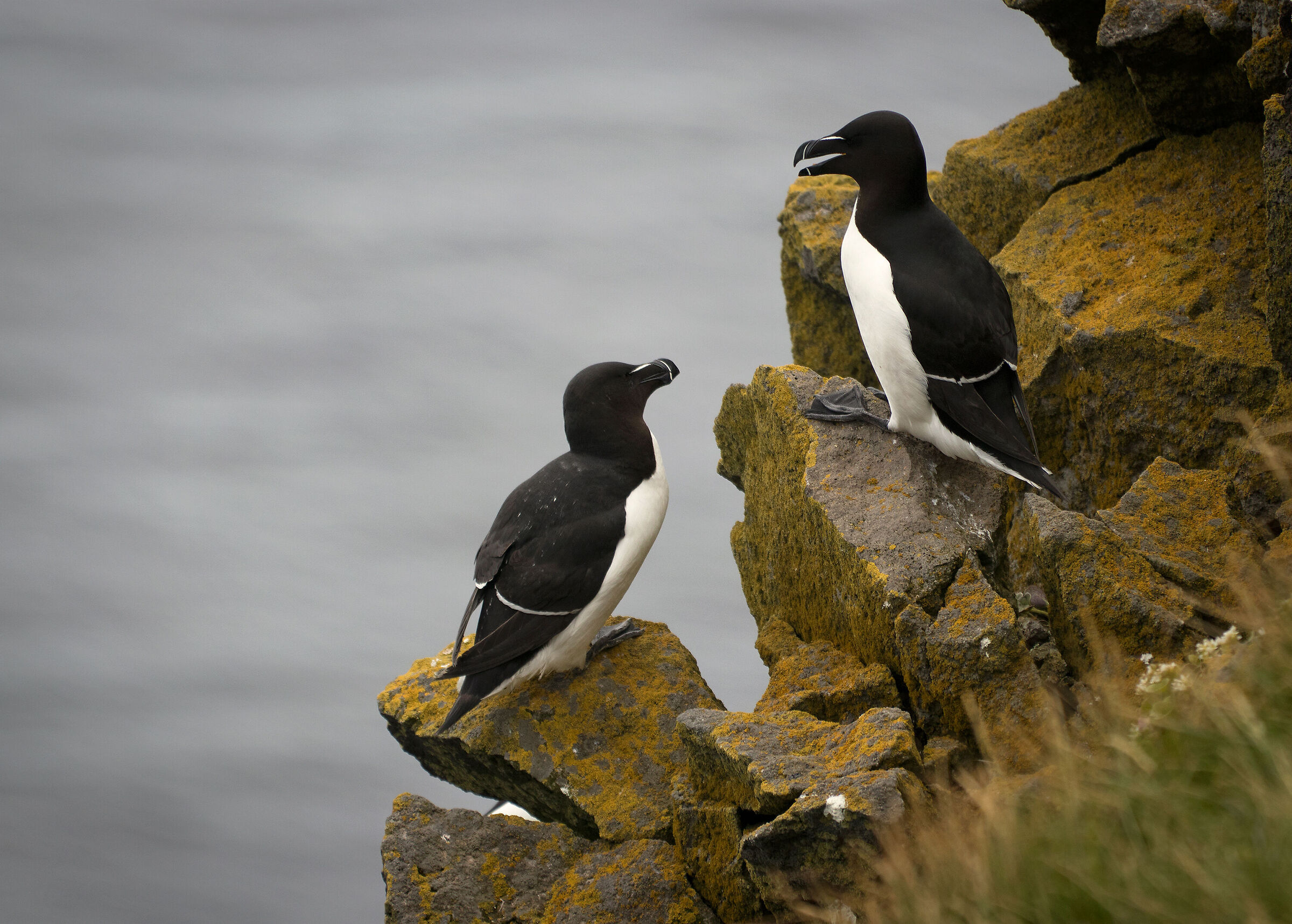 Razorbills